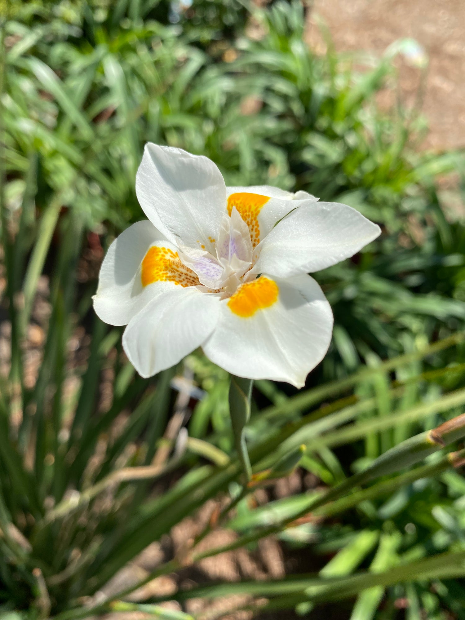 Katrina African Iris