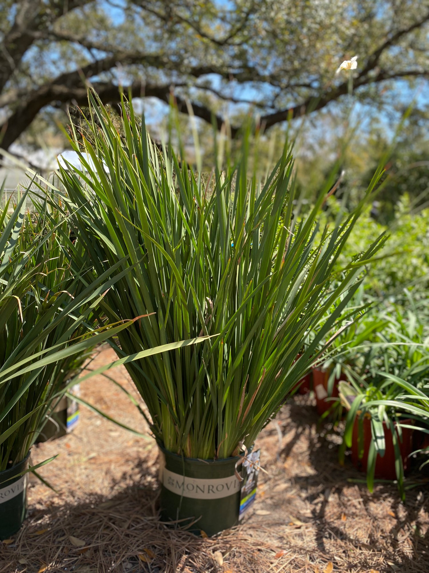 Katrina African Iris