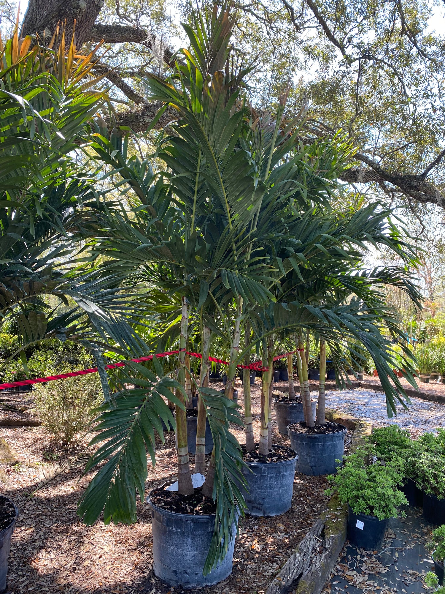 Adonidia Palm