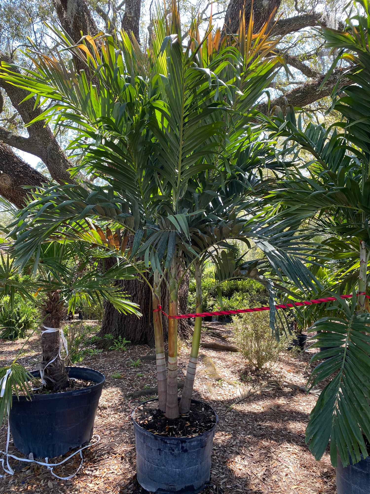 Adonidia Palm
