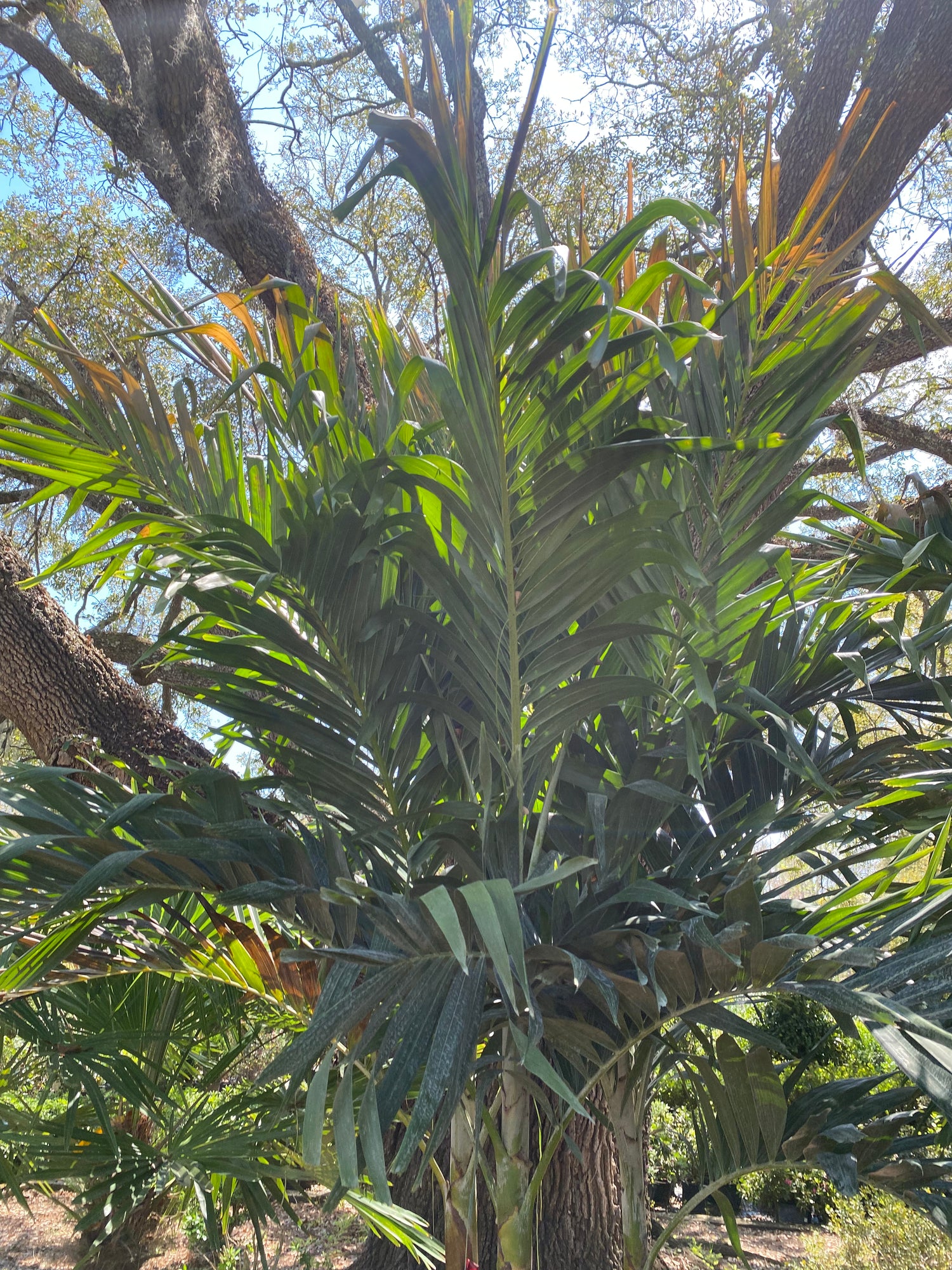 Adonidia Palm