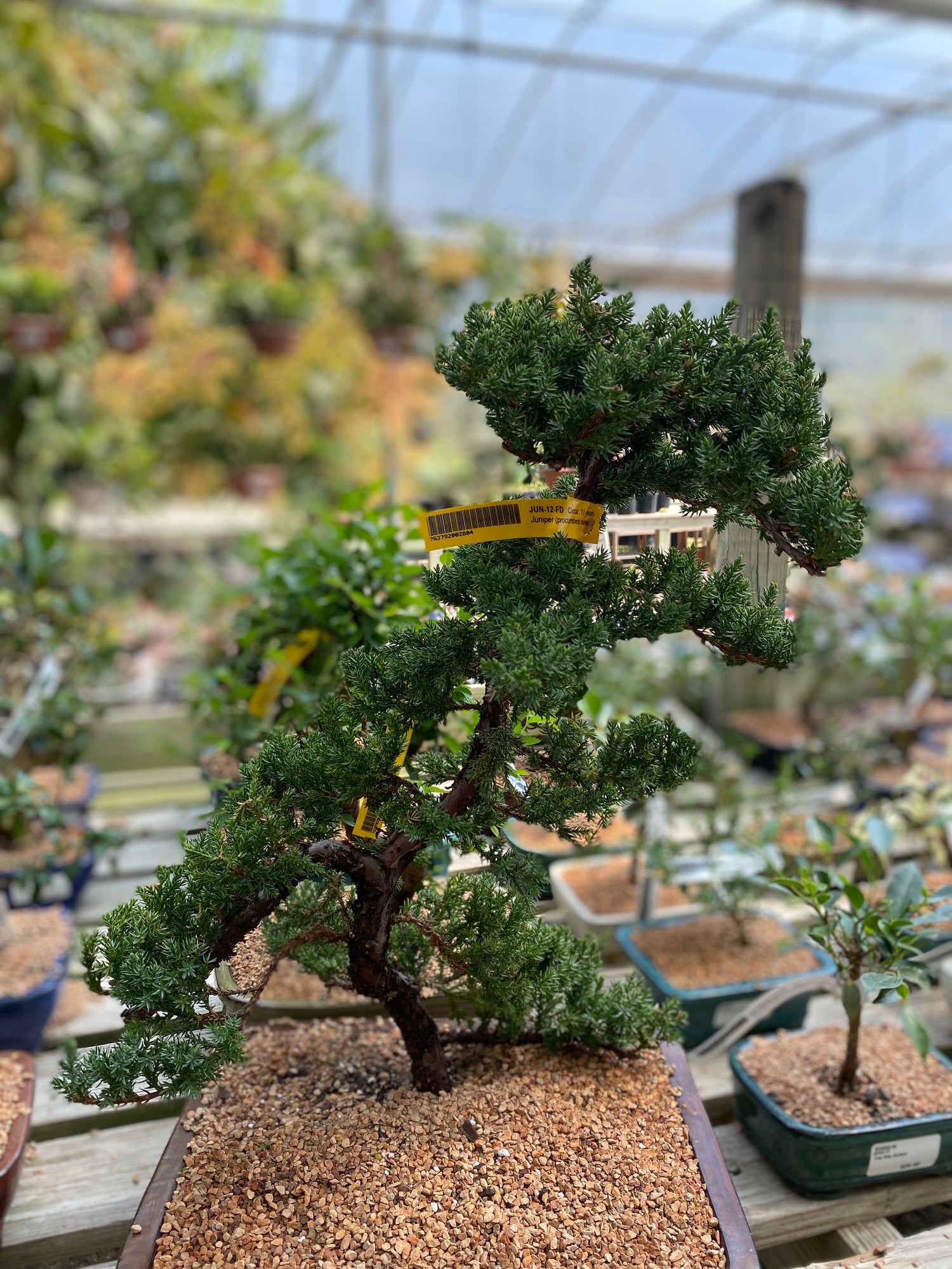 Juniper Bonsai - Circa 11 Years Old
