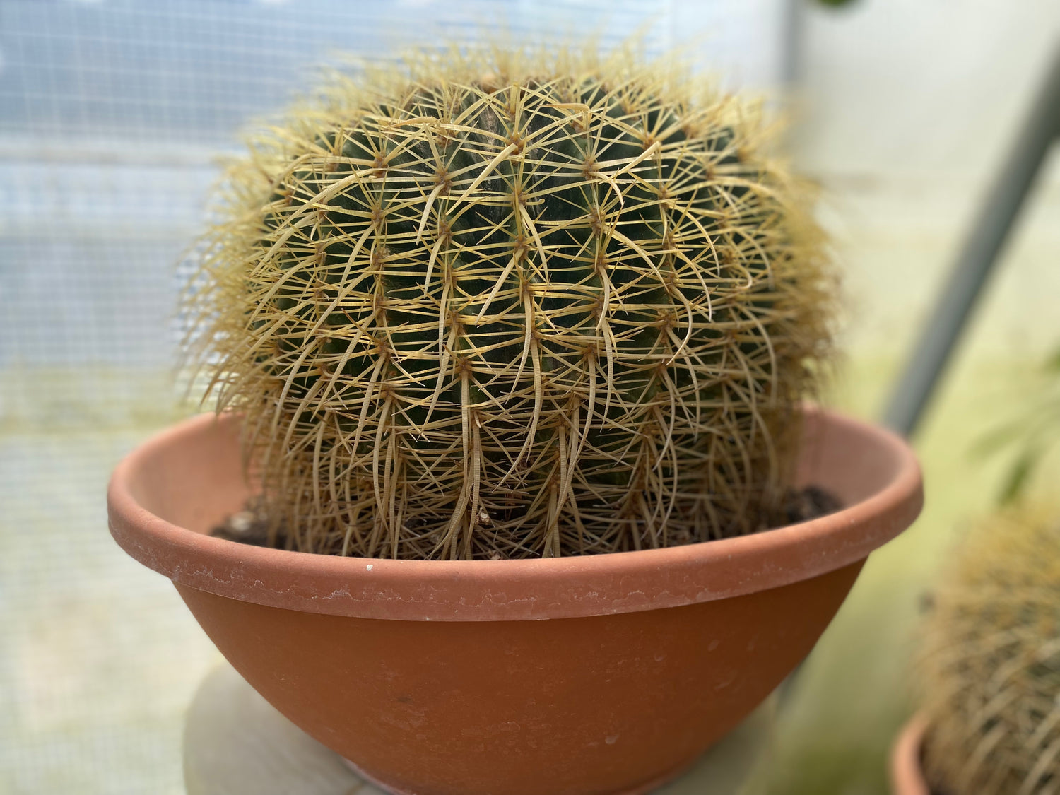 Golden Barrel Cactus 12 Inch