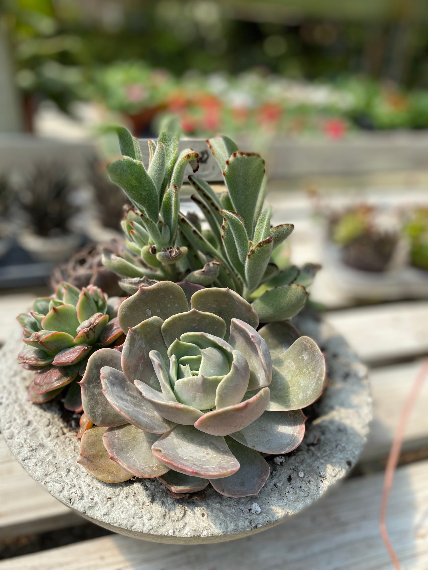 Mixed Succulent Pot