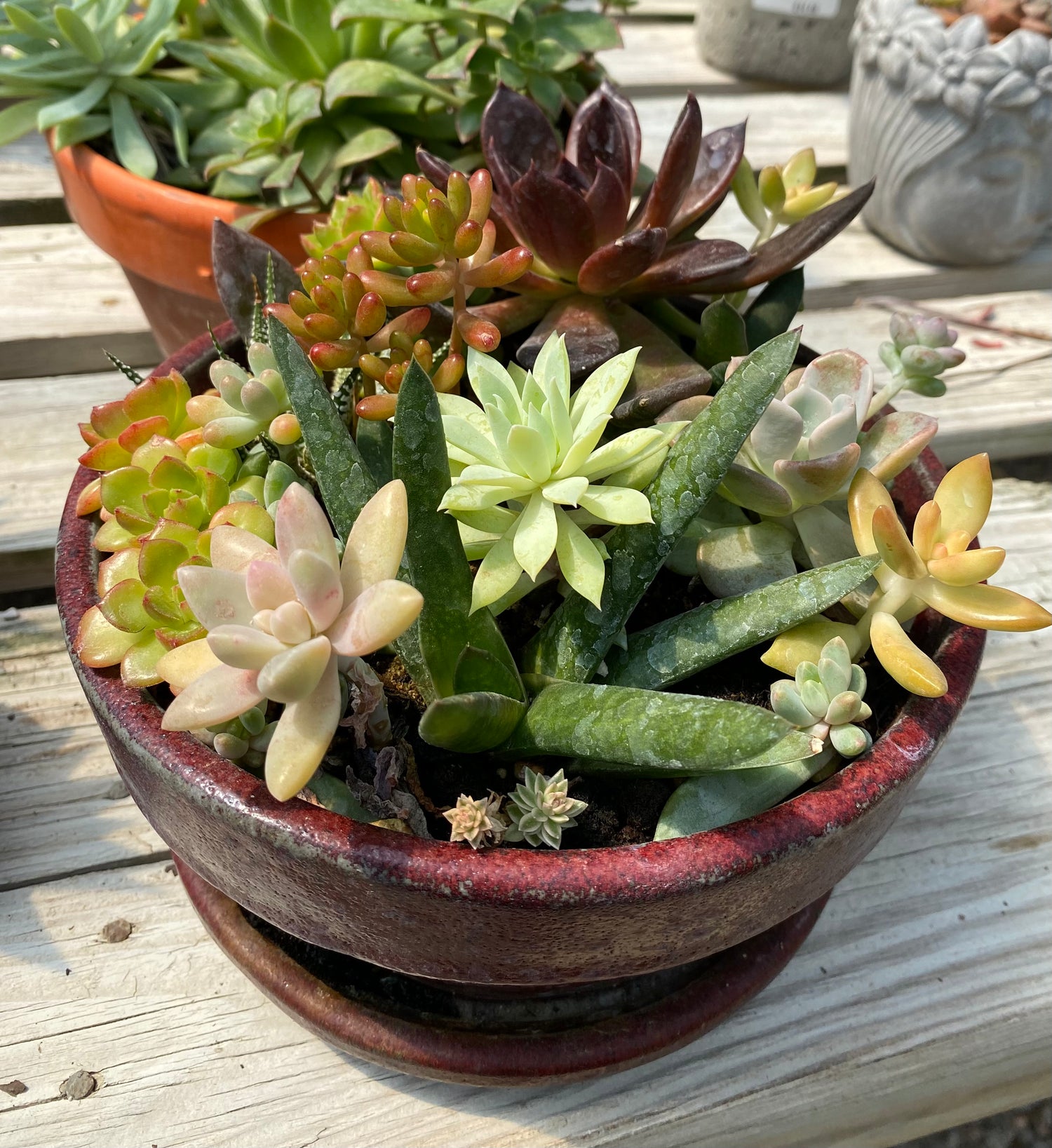 Mixed Succulent Bowl