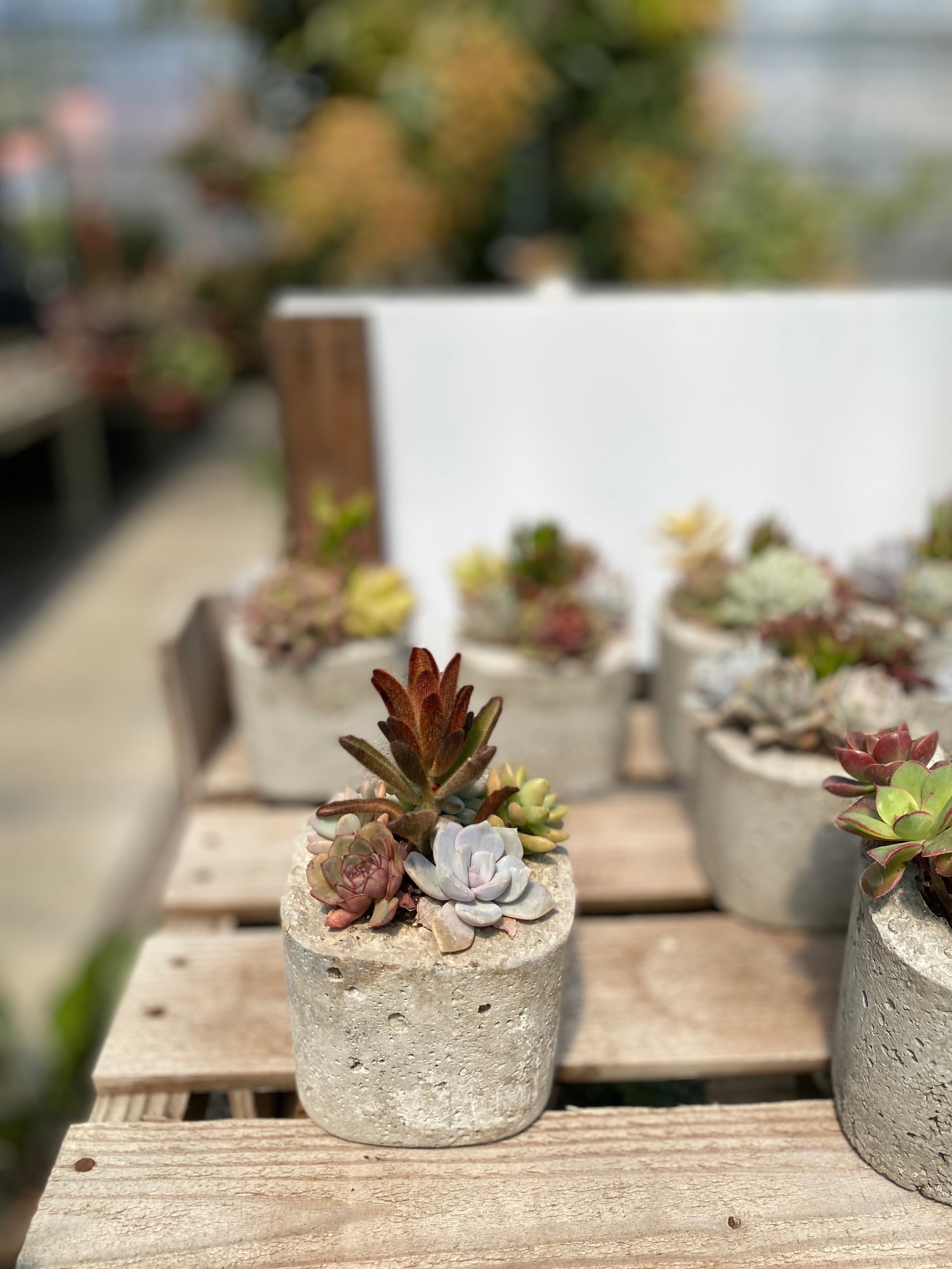 Mini Succulent Mix in Concrete Pot