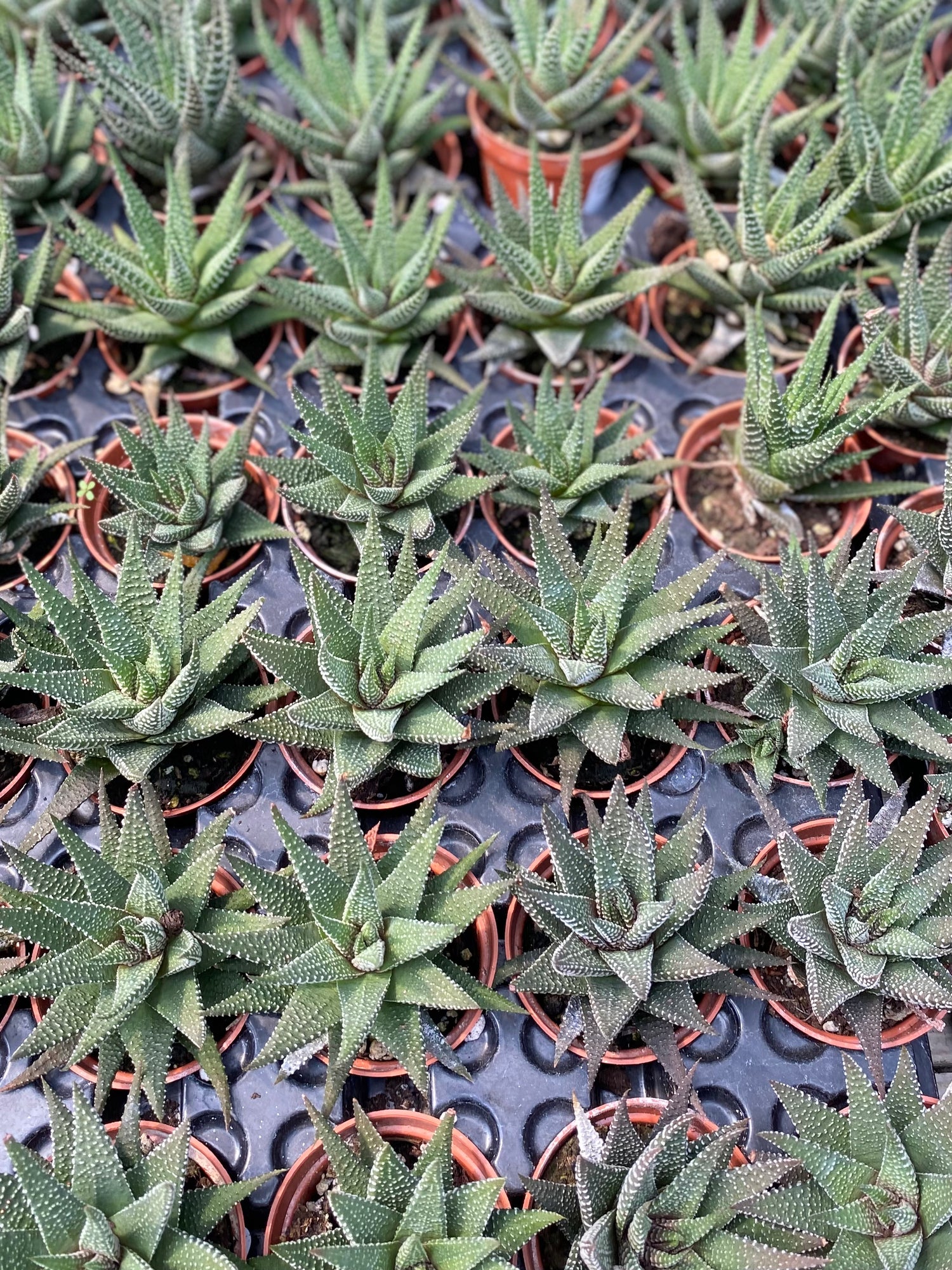 Assorted Haworthia 2 Inch