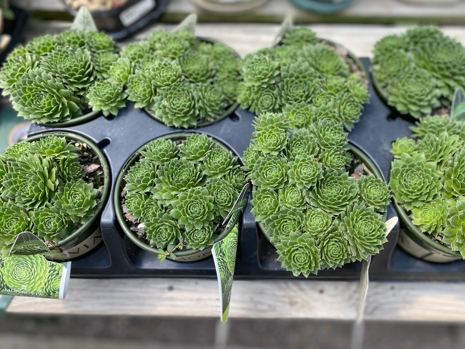 Green Wheel Hens and Chicks