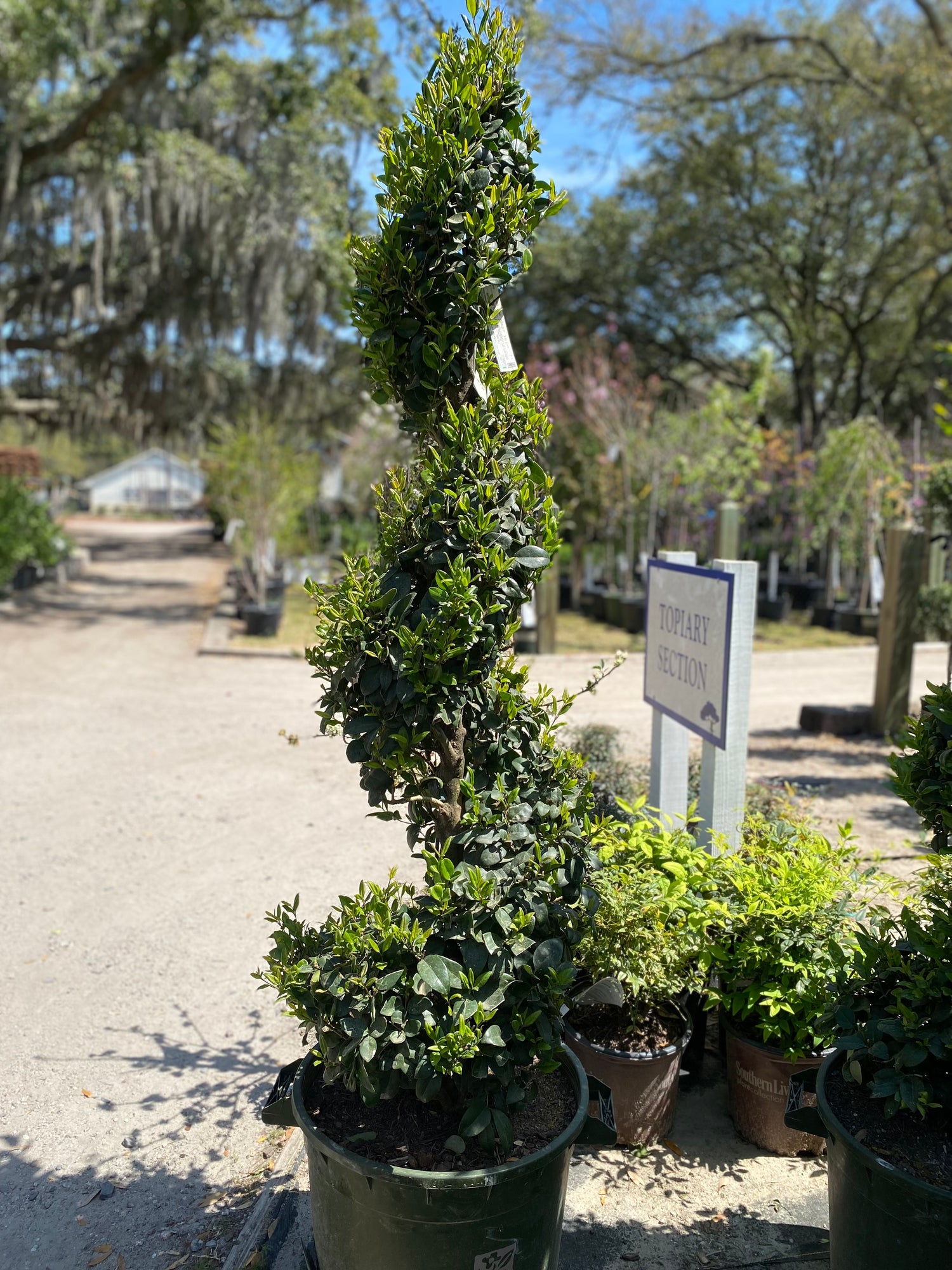 Wax Leaf Privet