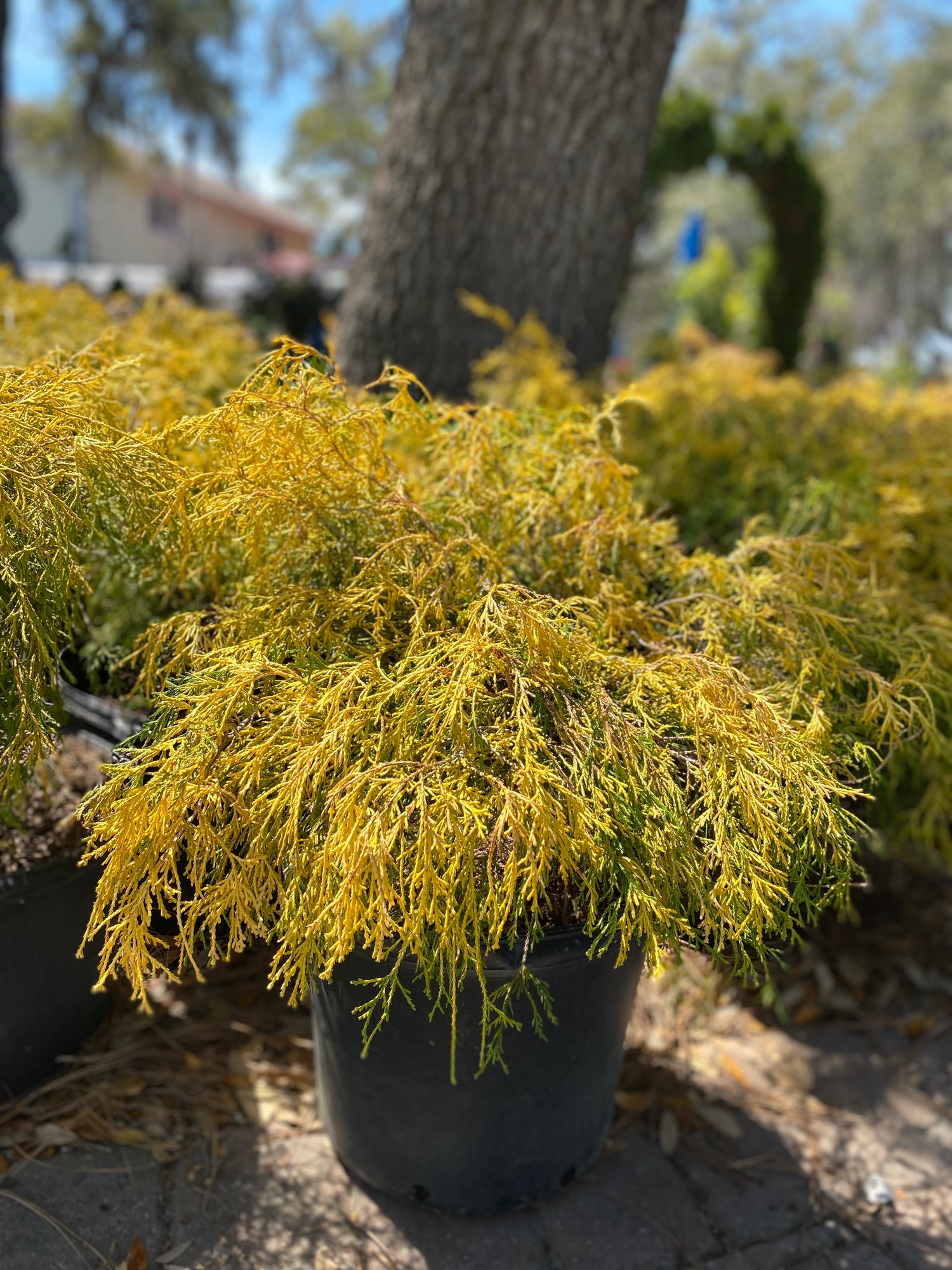 Gold Mop Cypress