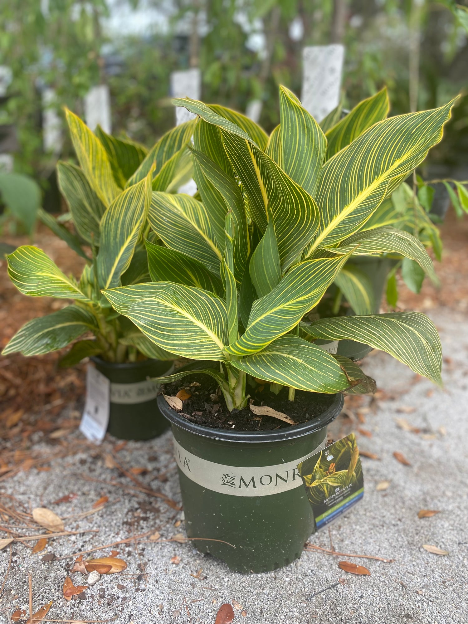 Tropicanna Gold Canna
