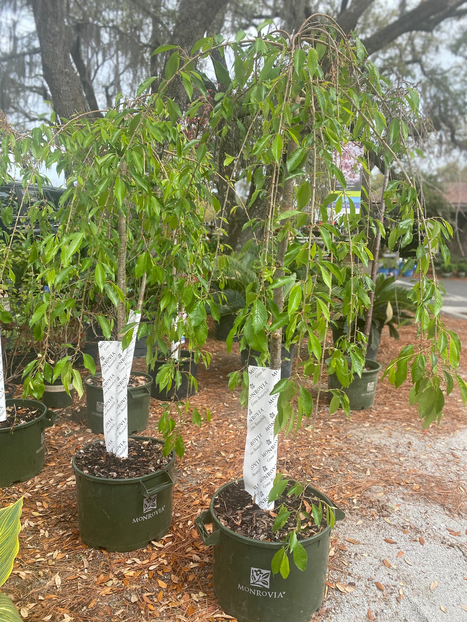 Double Weeping Rosebud Cherry