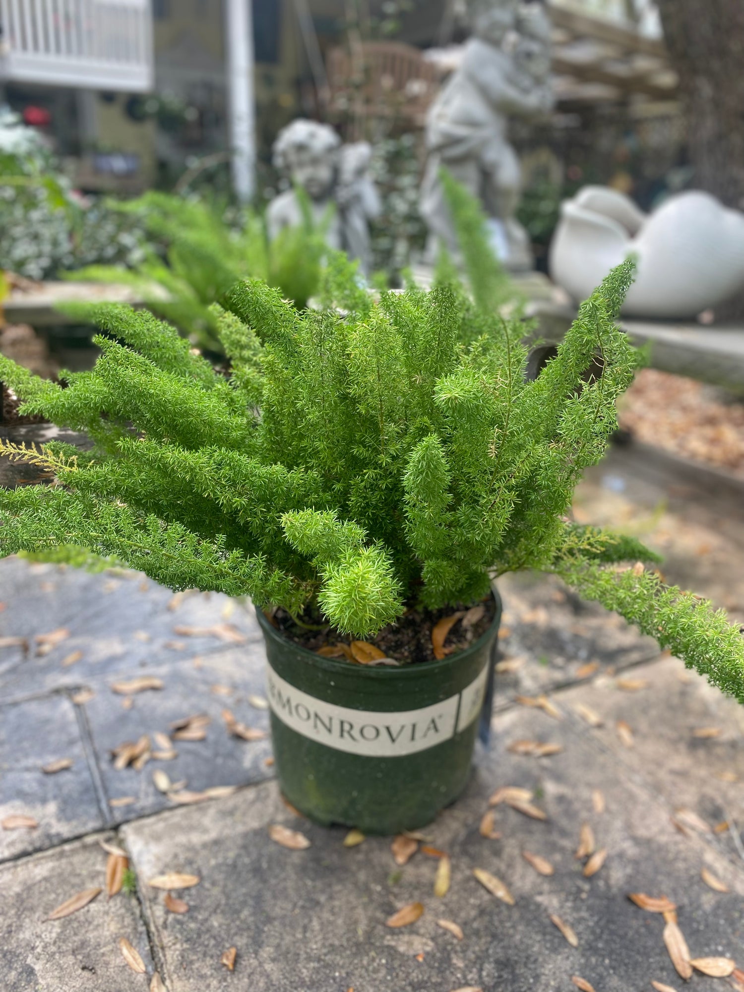 Foxtail Fern