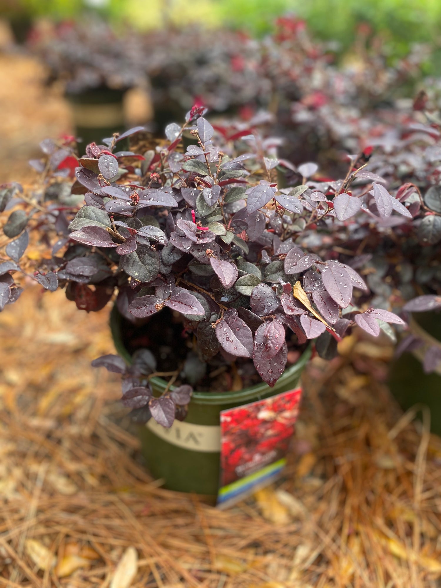 Ever Red Fringe Flower (Loropetalum)