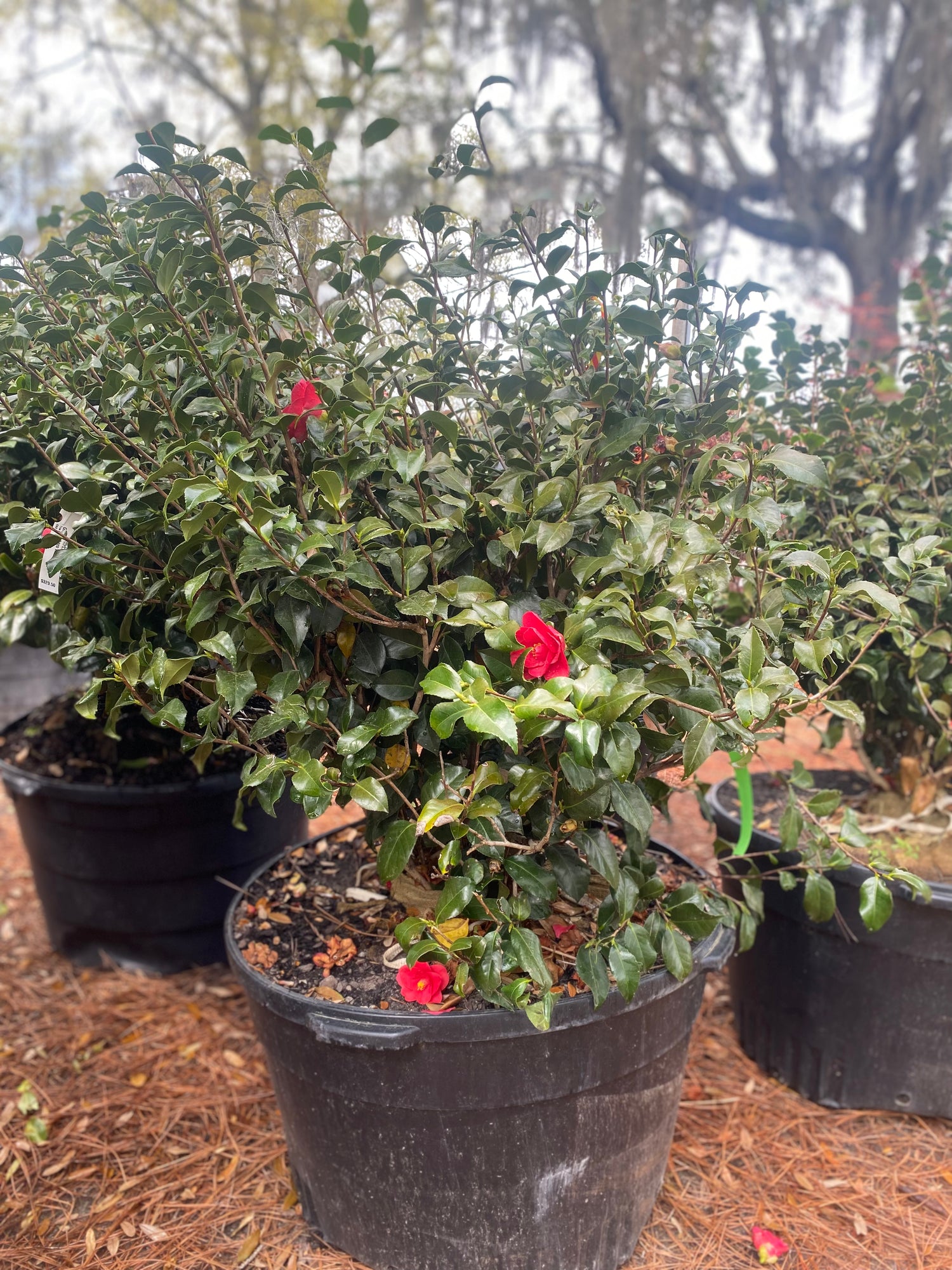 Greensboro Red Camellia