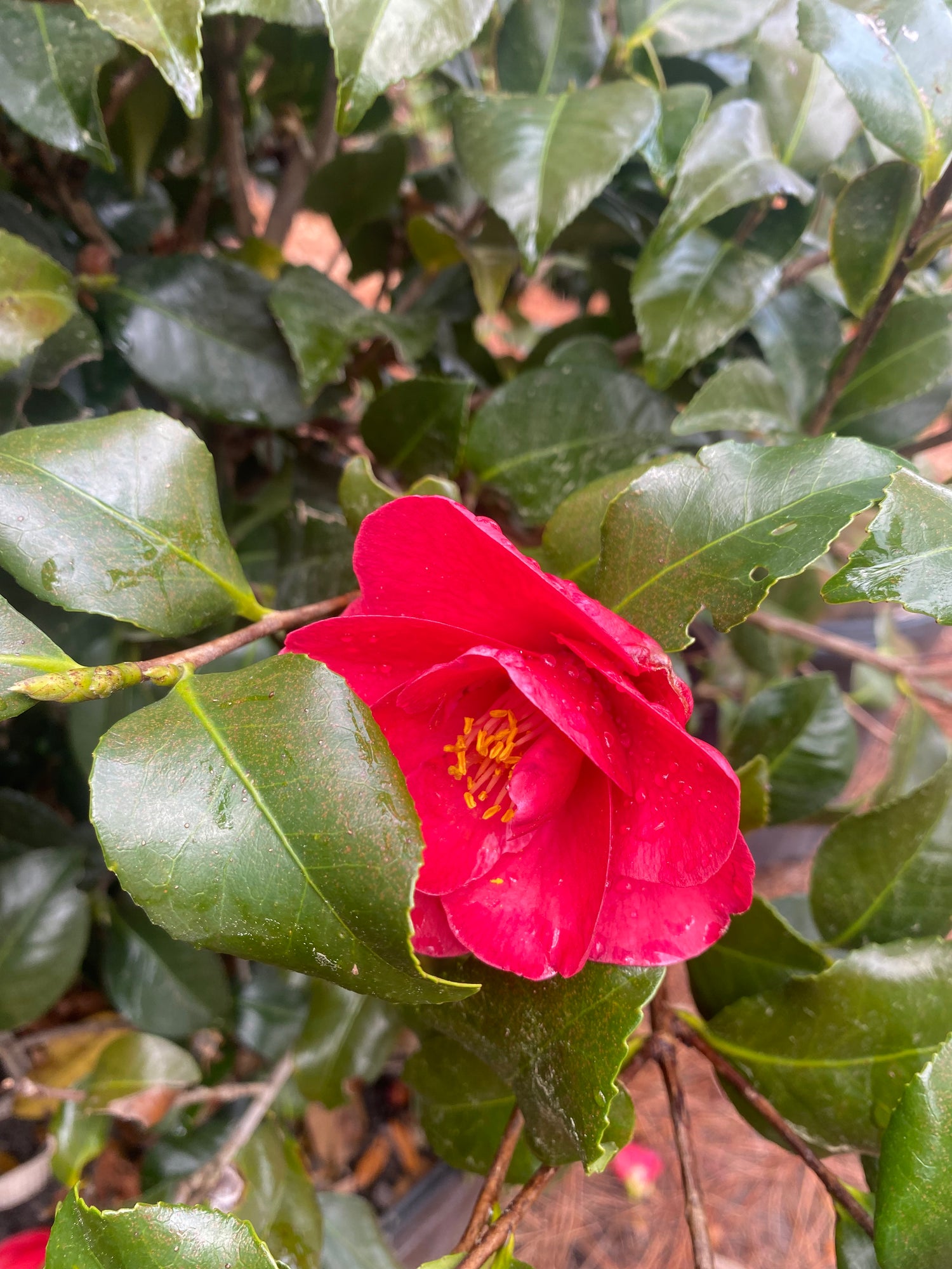 Greensboro Red Camellia