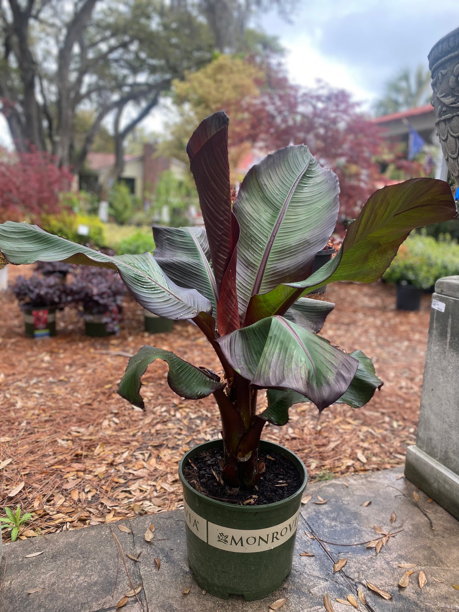 Red Leaved Banana