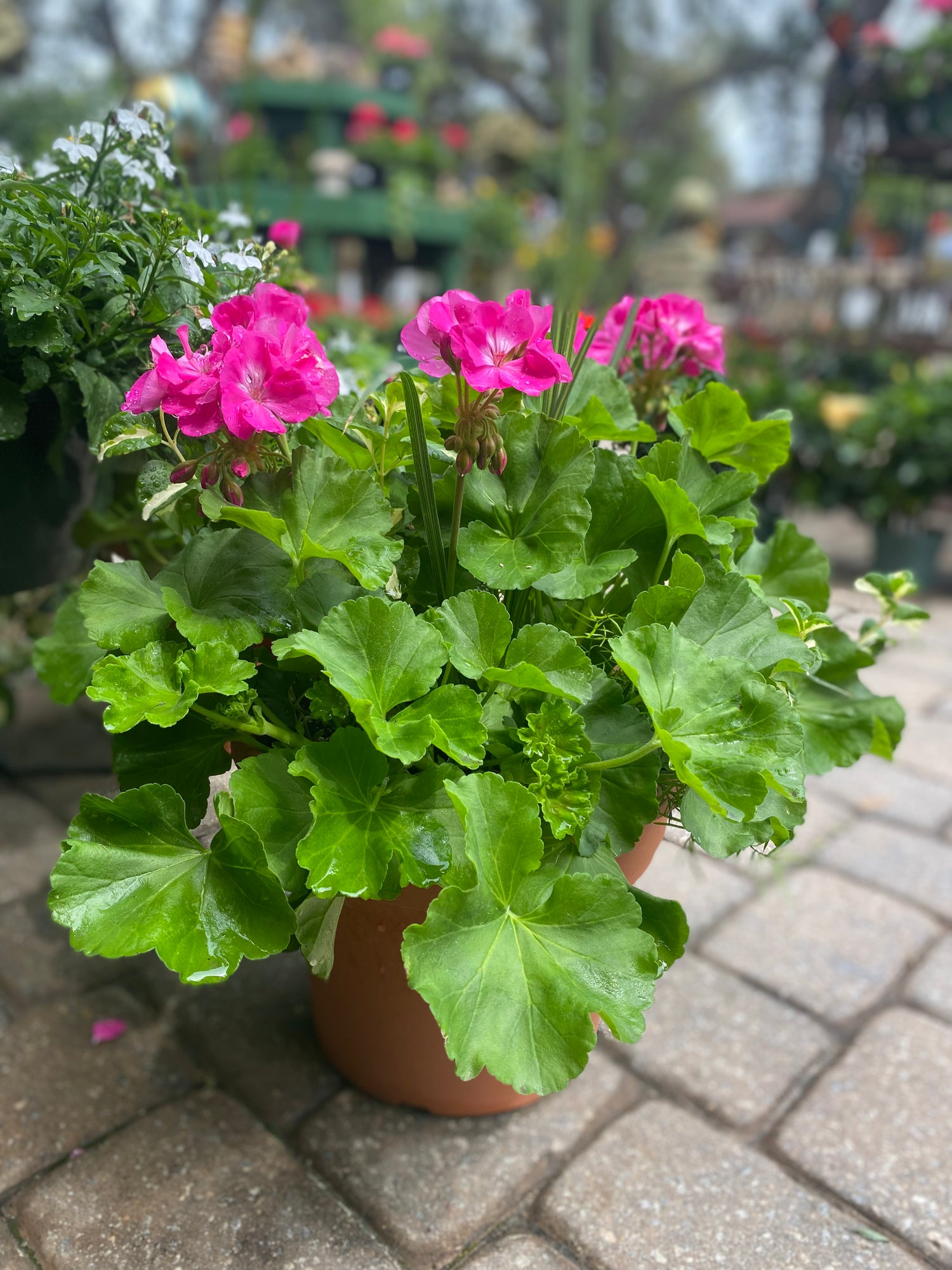 Geranium Combo 12"
