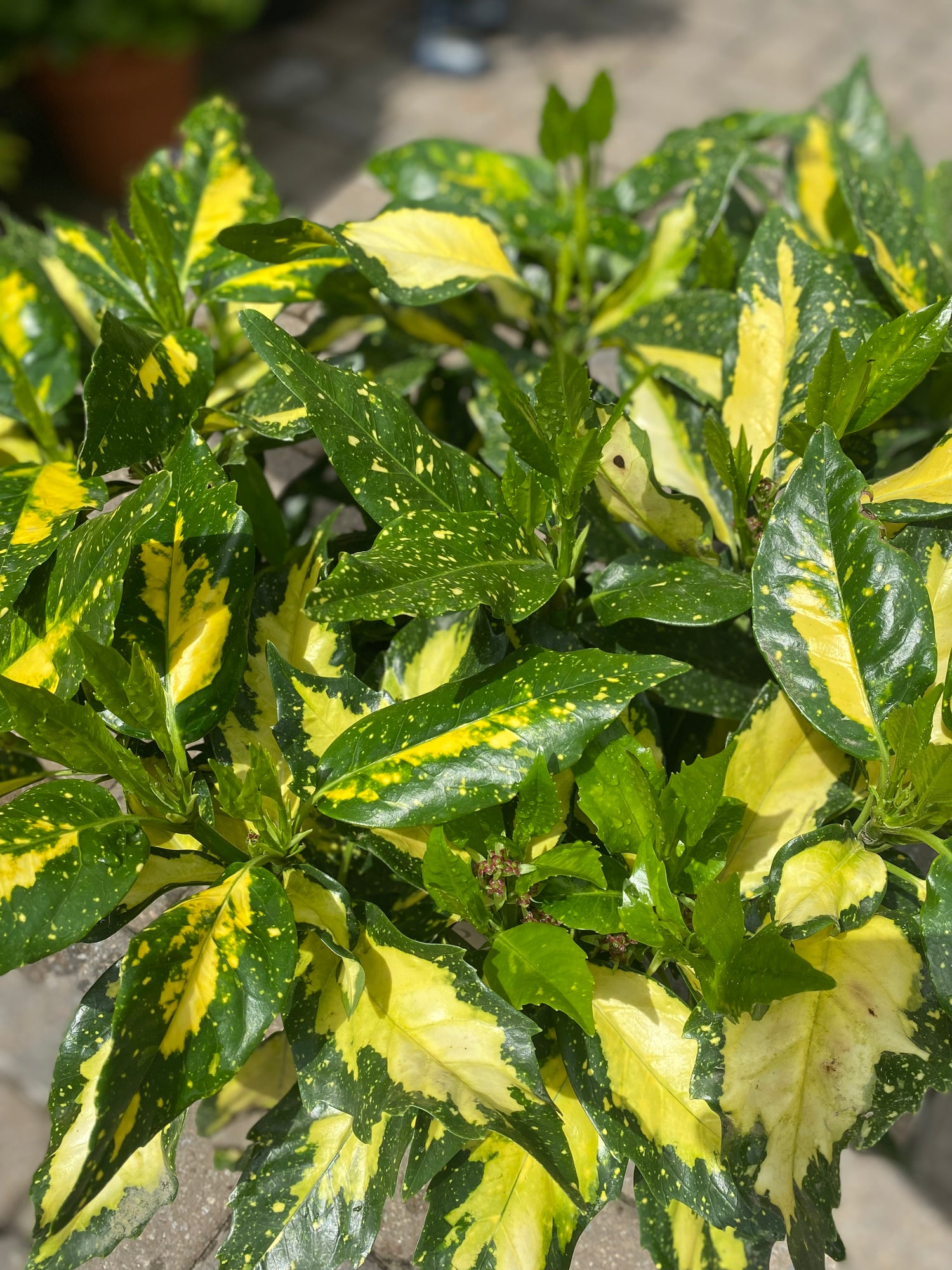 Aucuba Japonica
