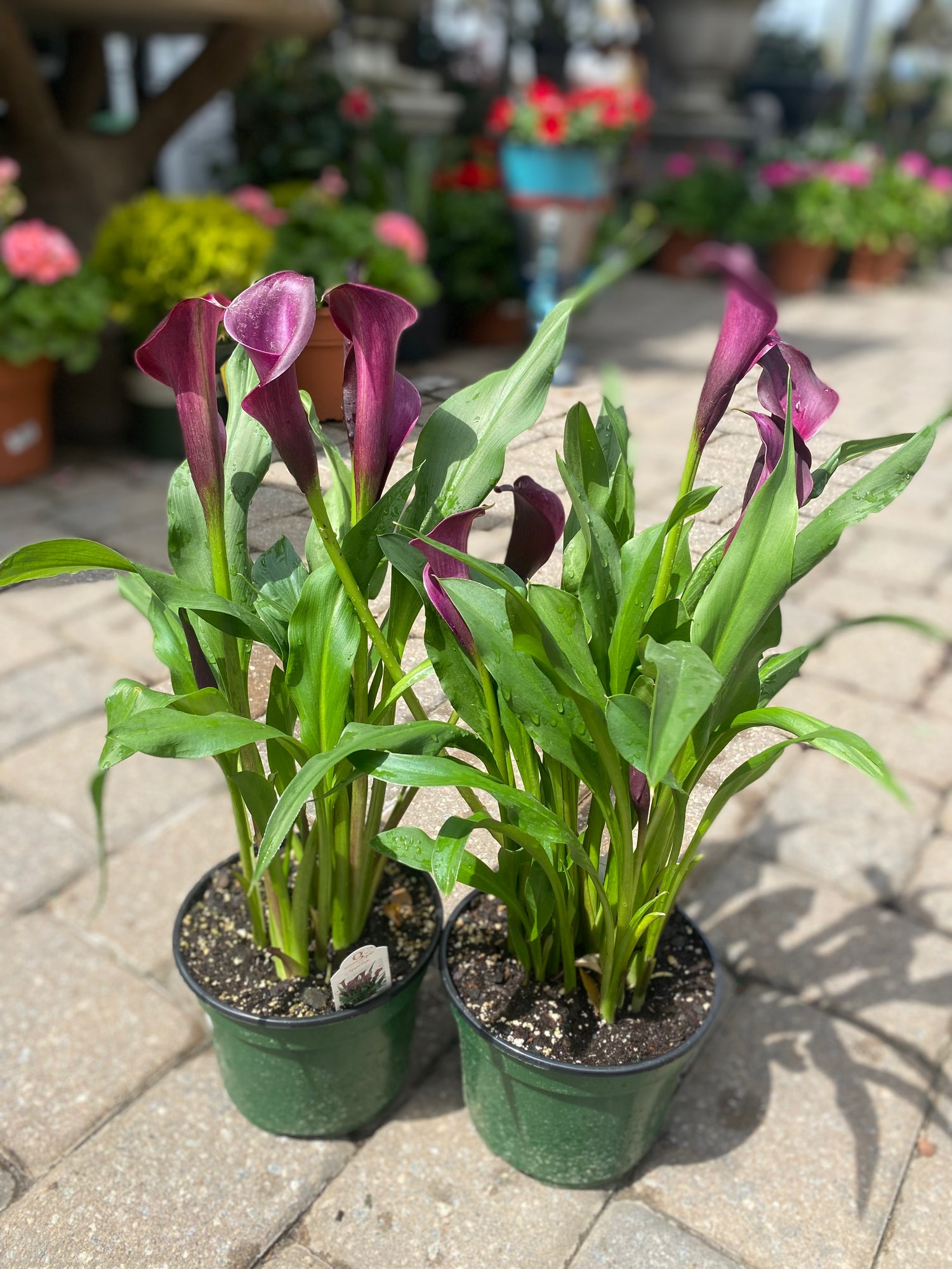 Calla Lily - Night Club