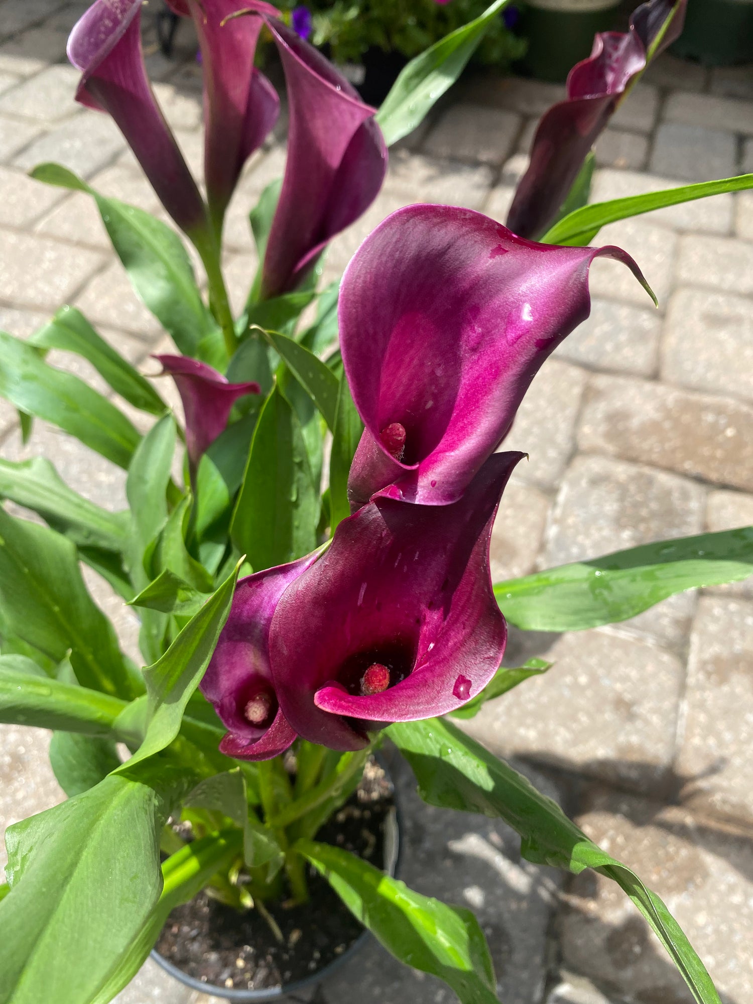 Calla Lily - Night Club