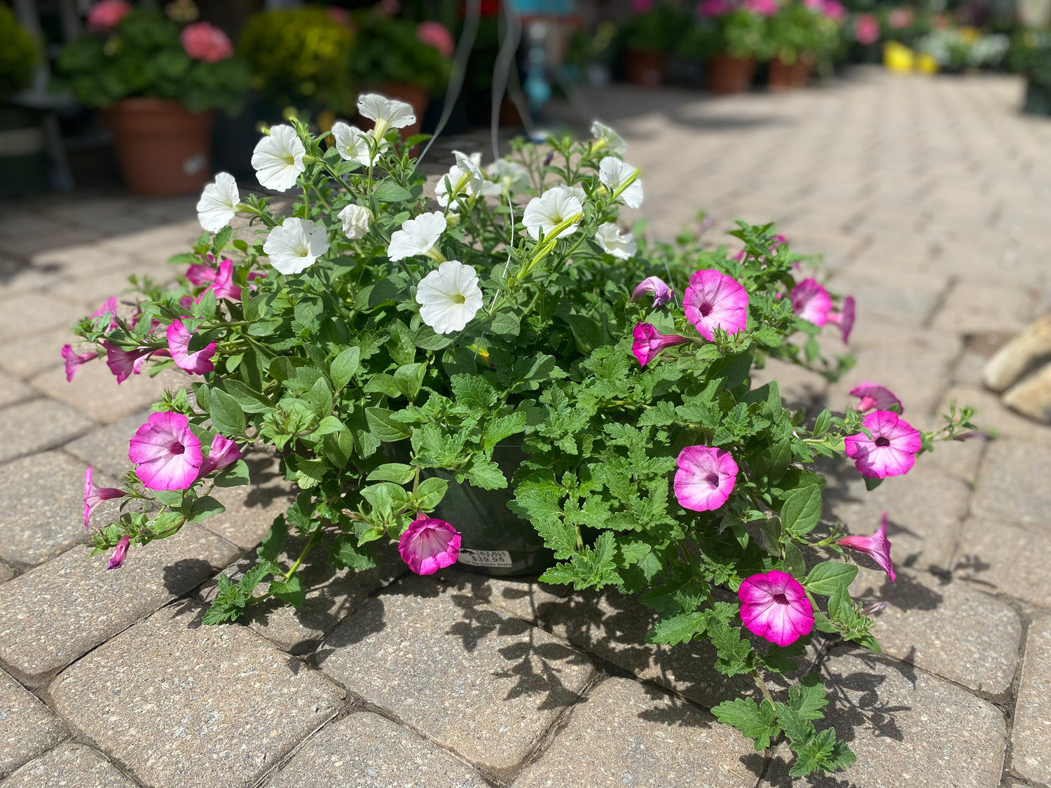 Petunia Combo Hanging Basket 12"