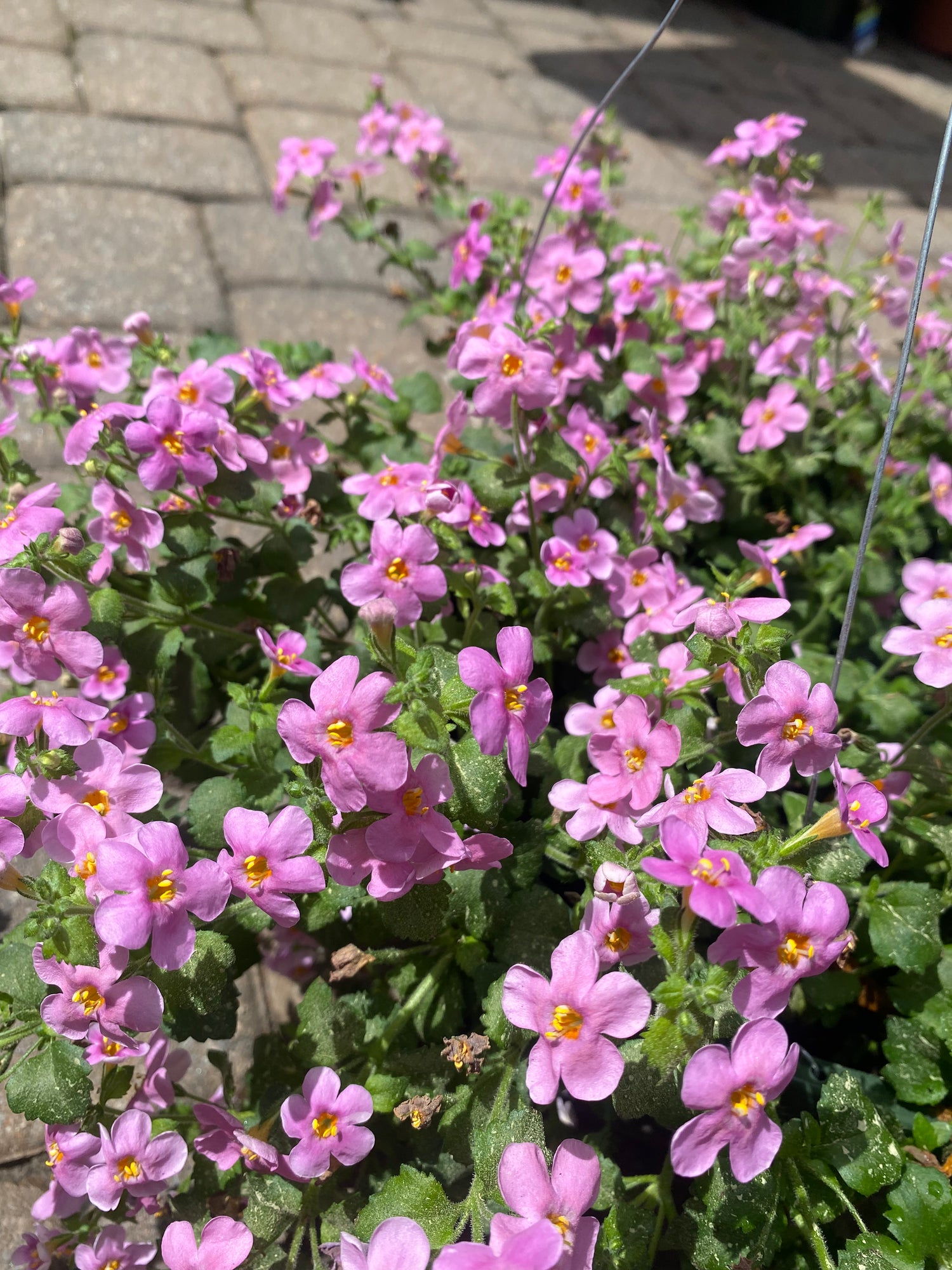 Bacopa Hanging Basket