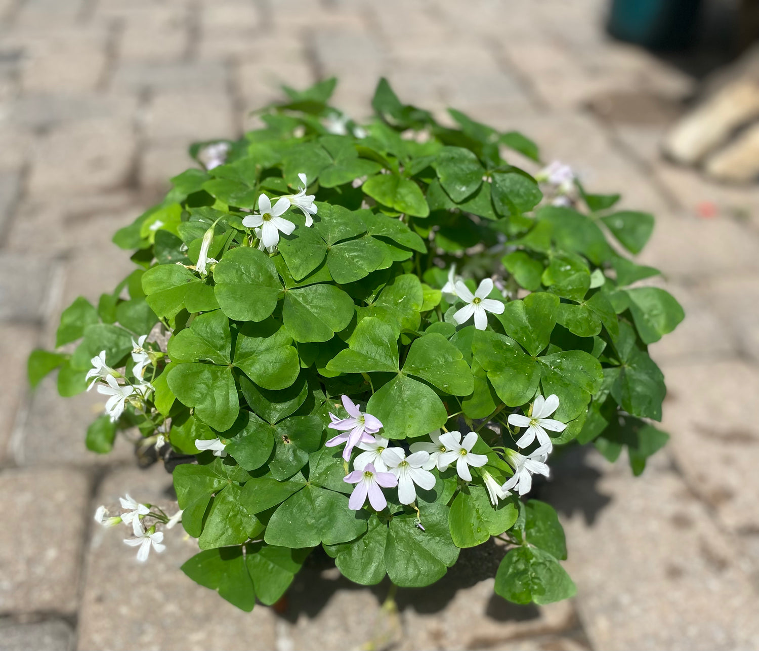 Oxalis