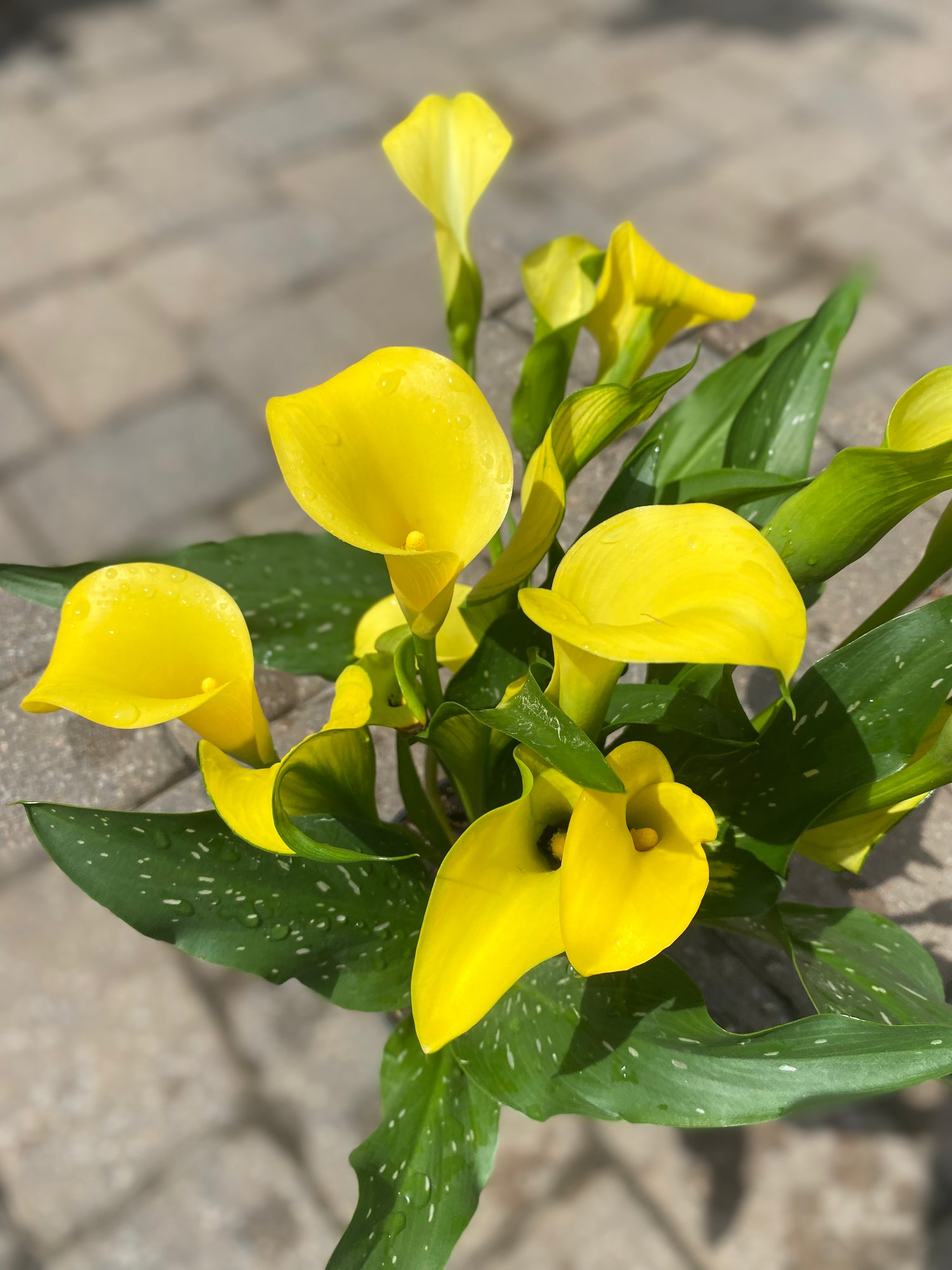 Calla Lily - Yellow