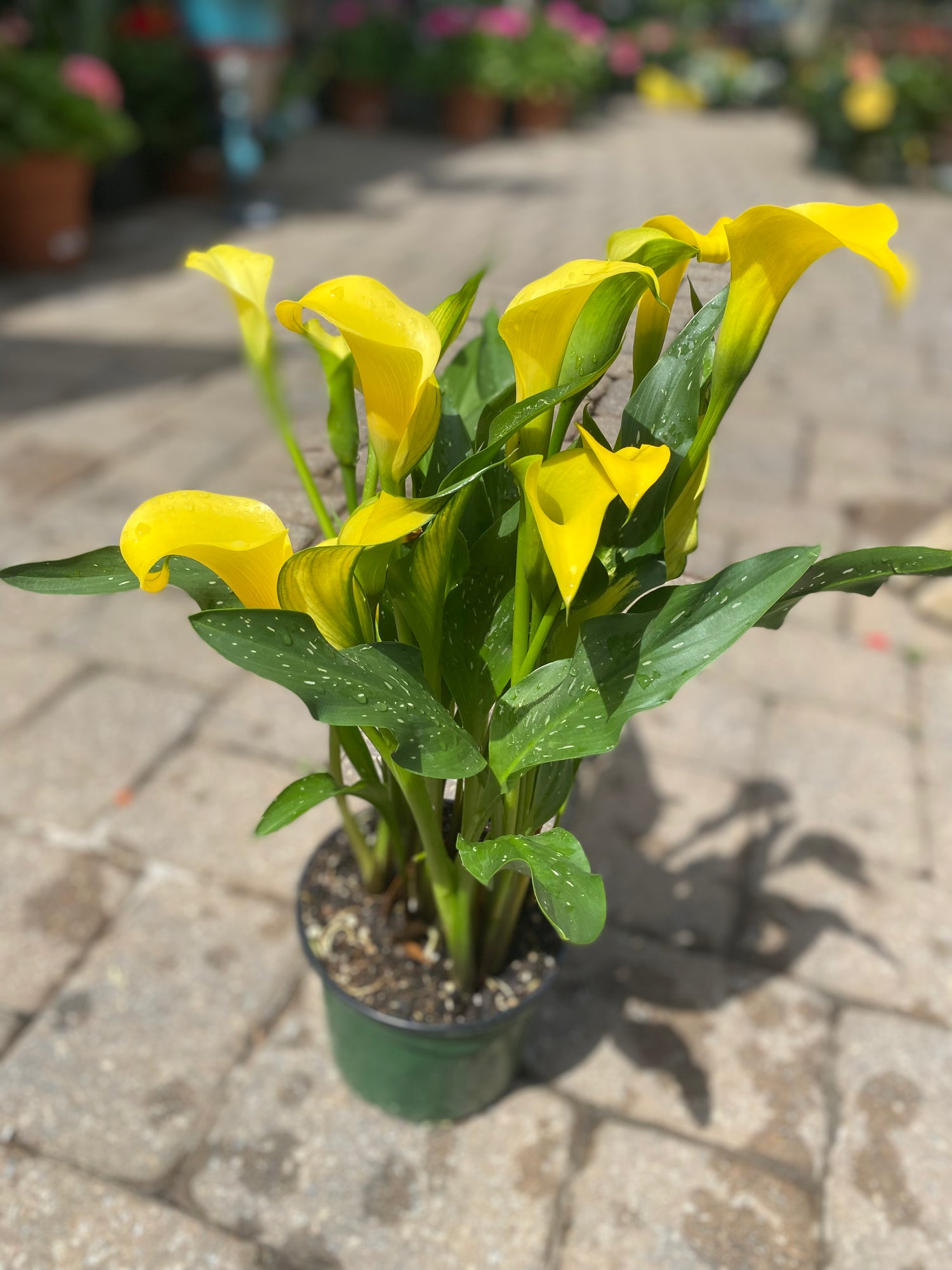 Calla Lily - Yellow