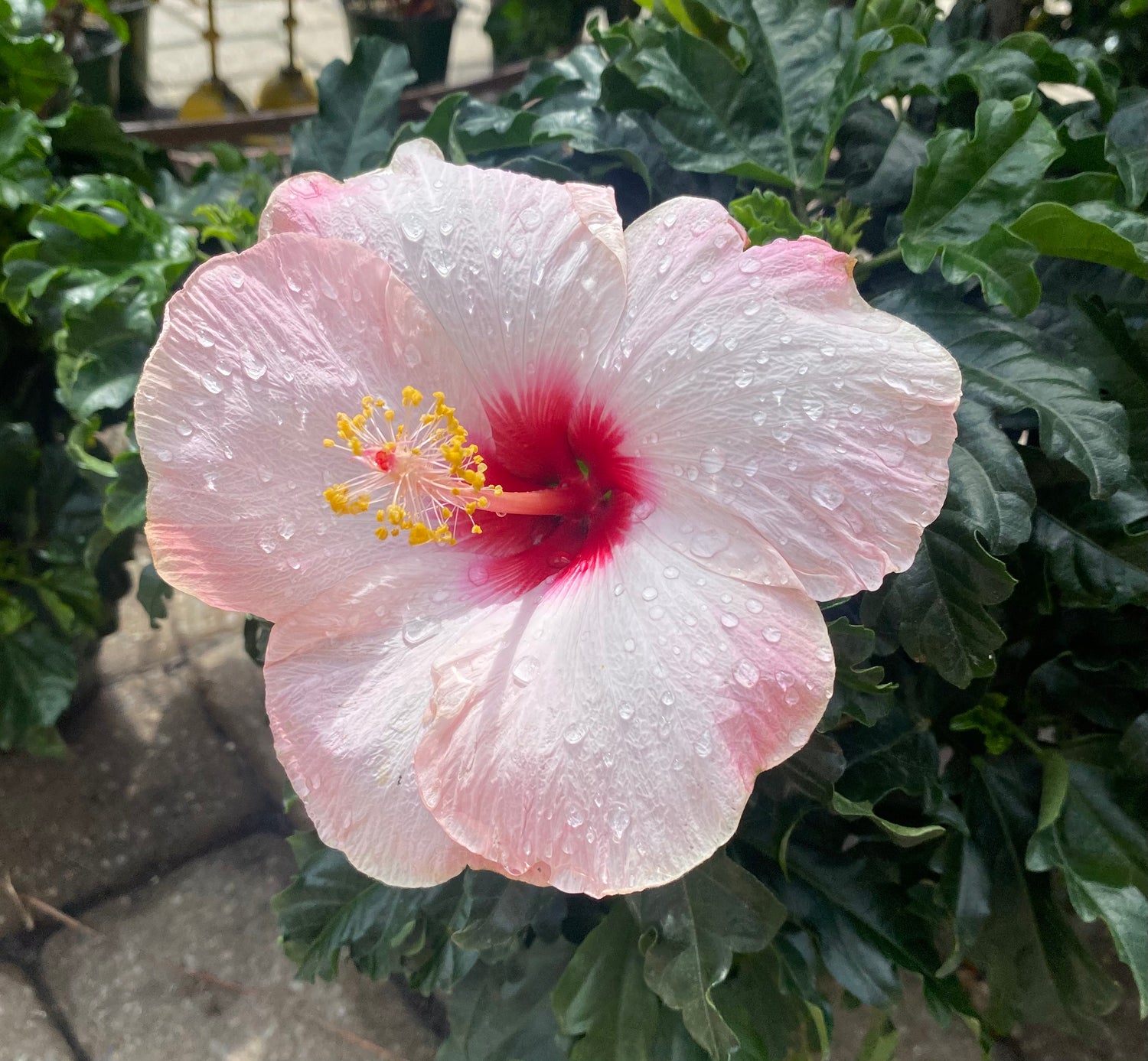 Cotton Candy Wind Hibiscus