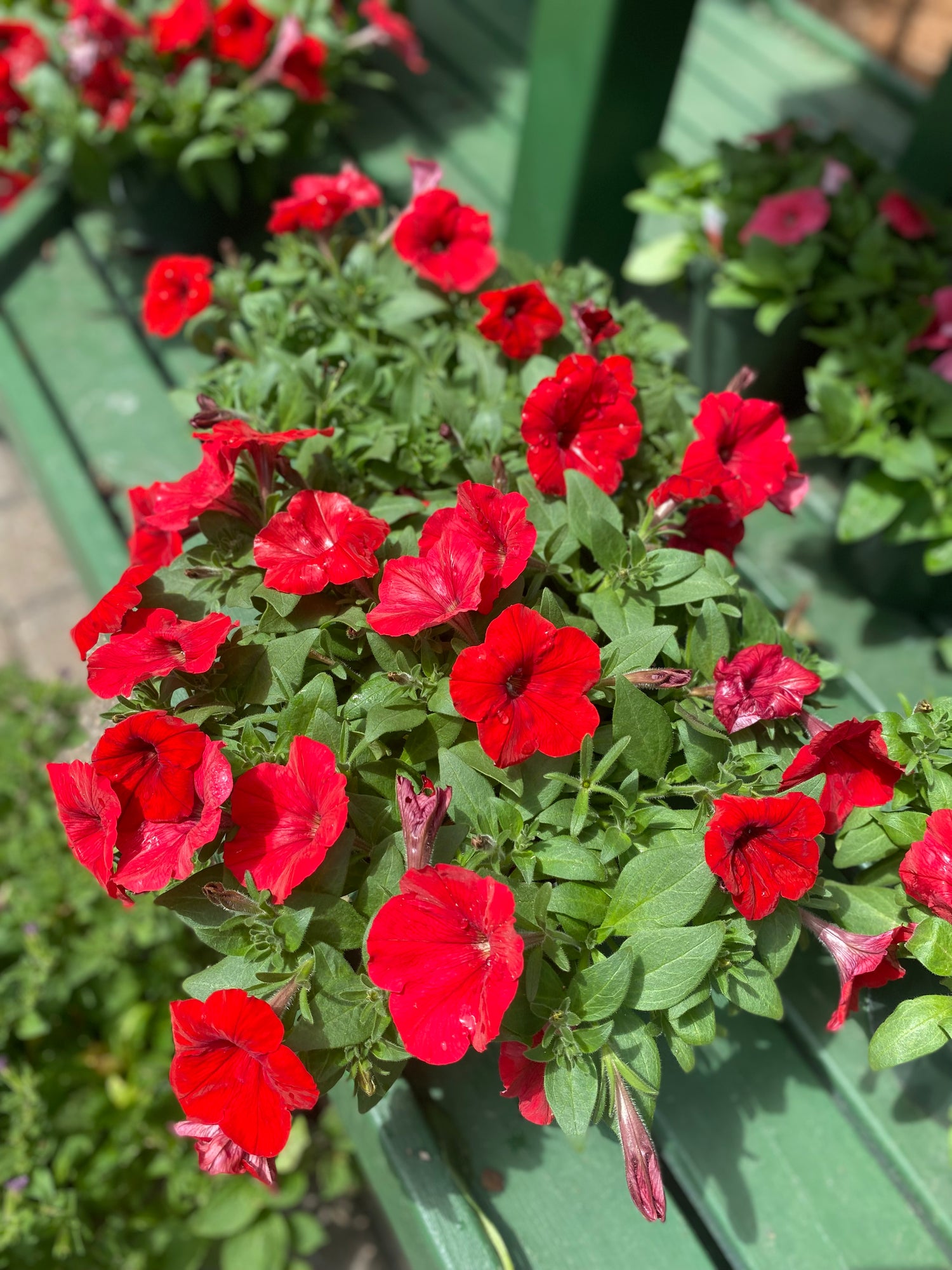 Red Petunias