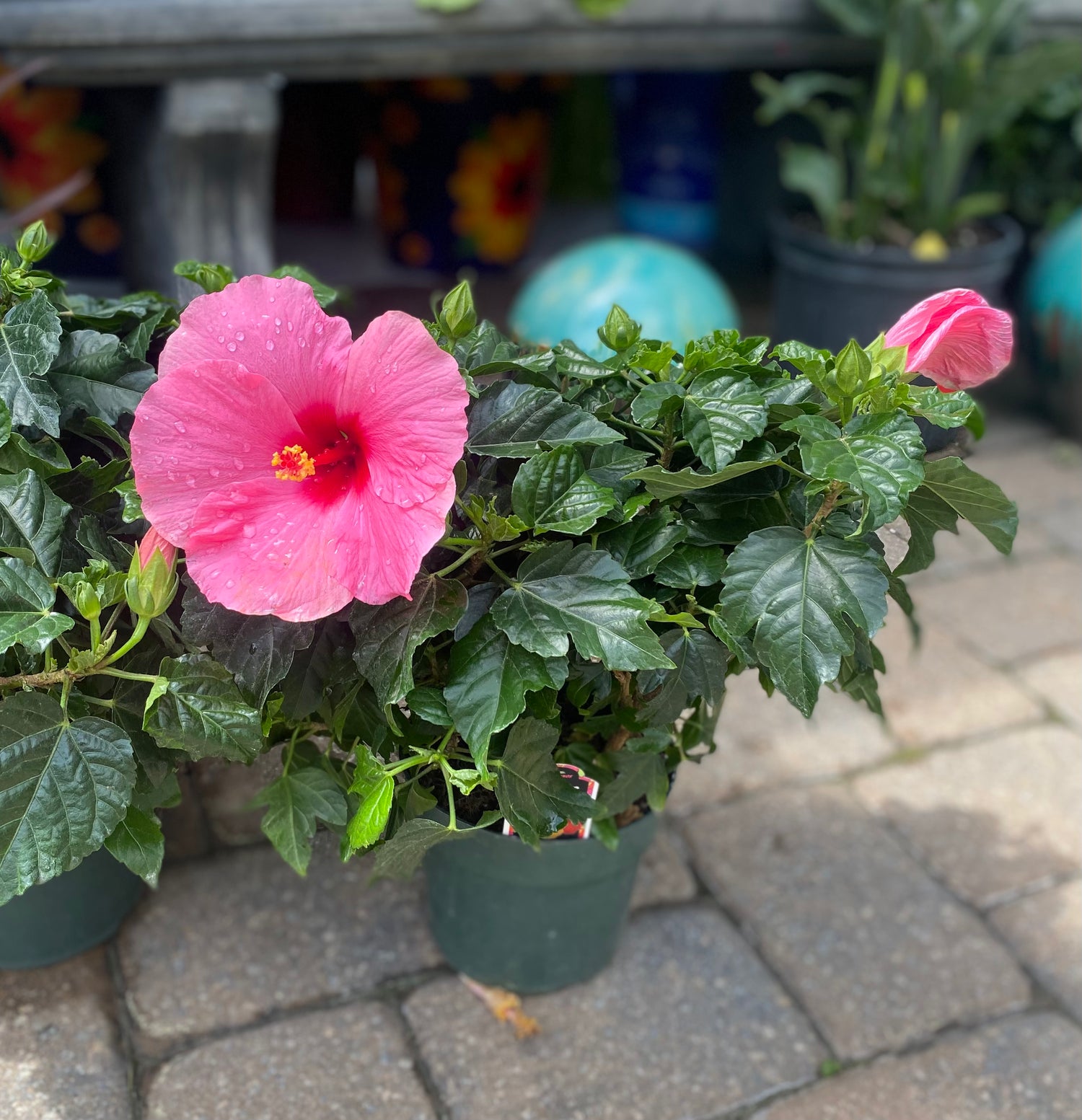 Pink Hibiscus