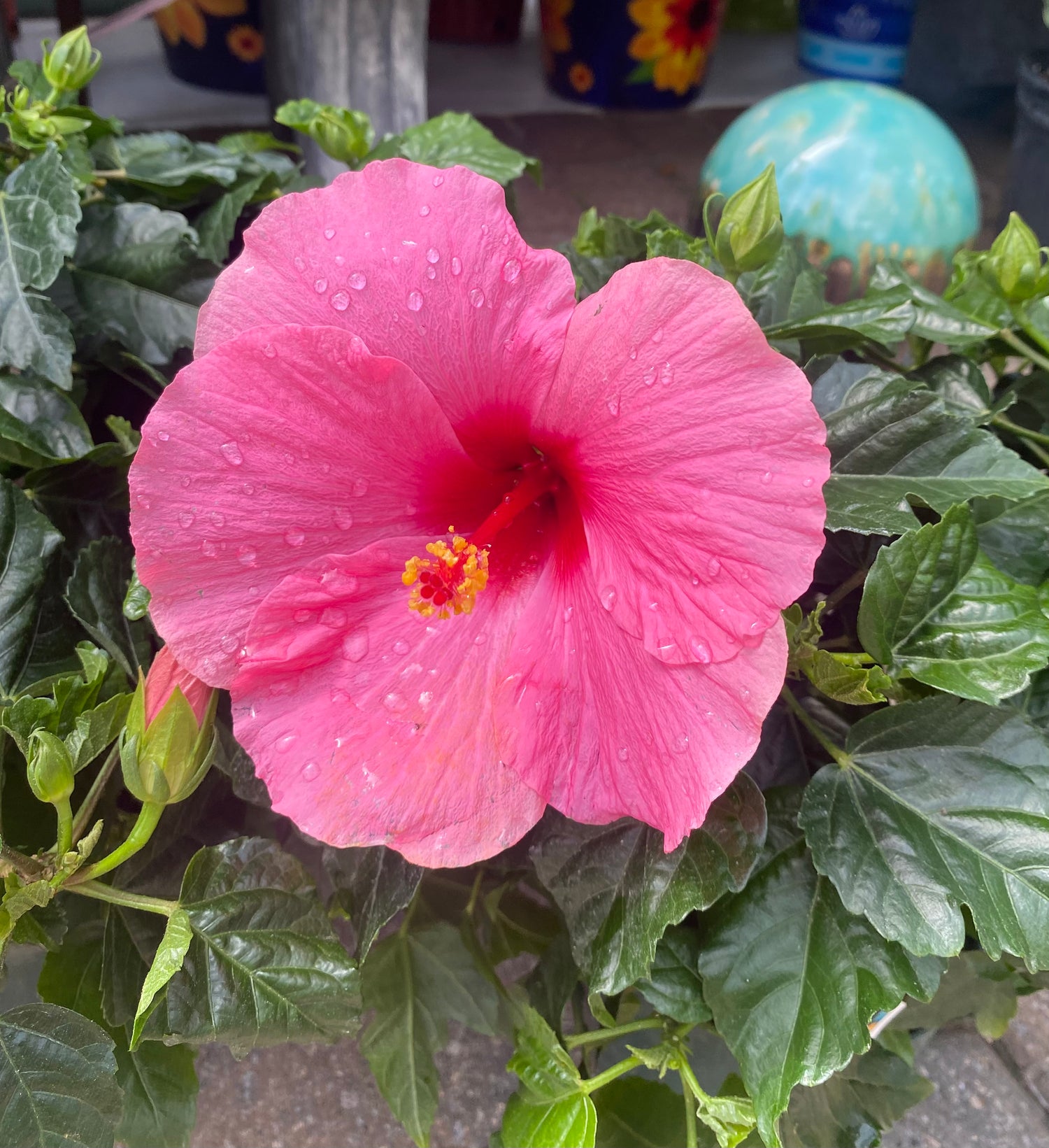 Pink Hibiscus