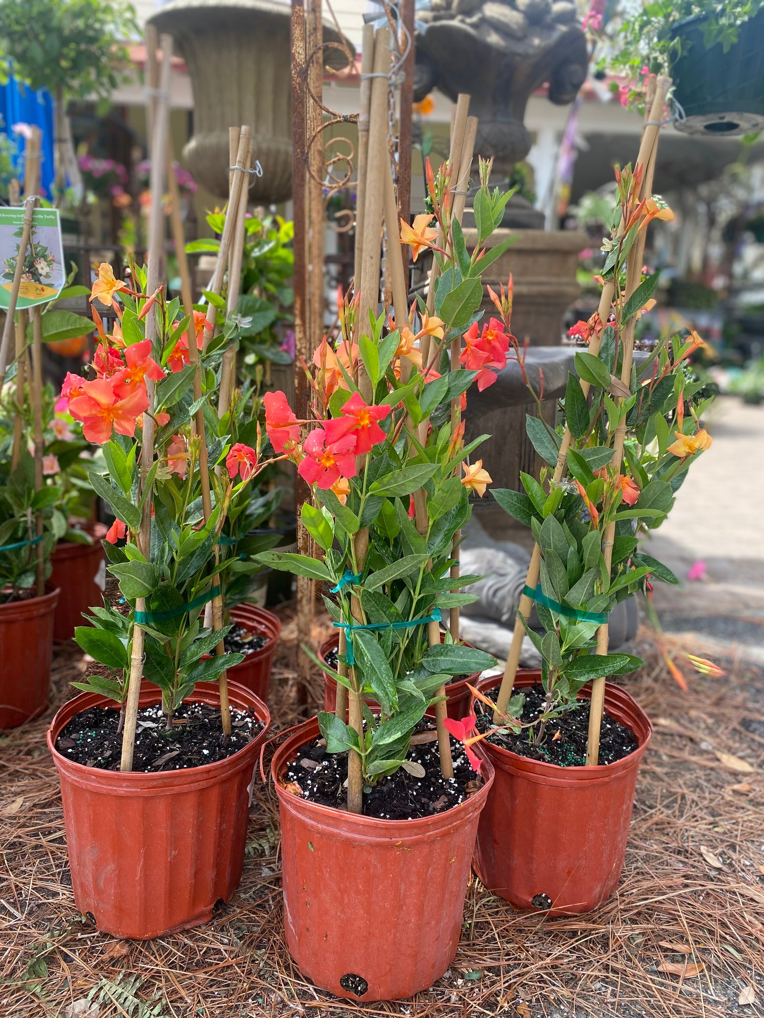 Mandevilla Trellis Vine