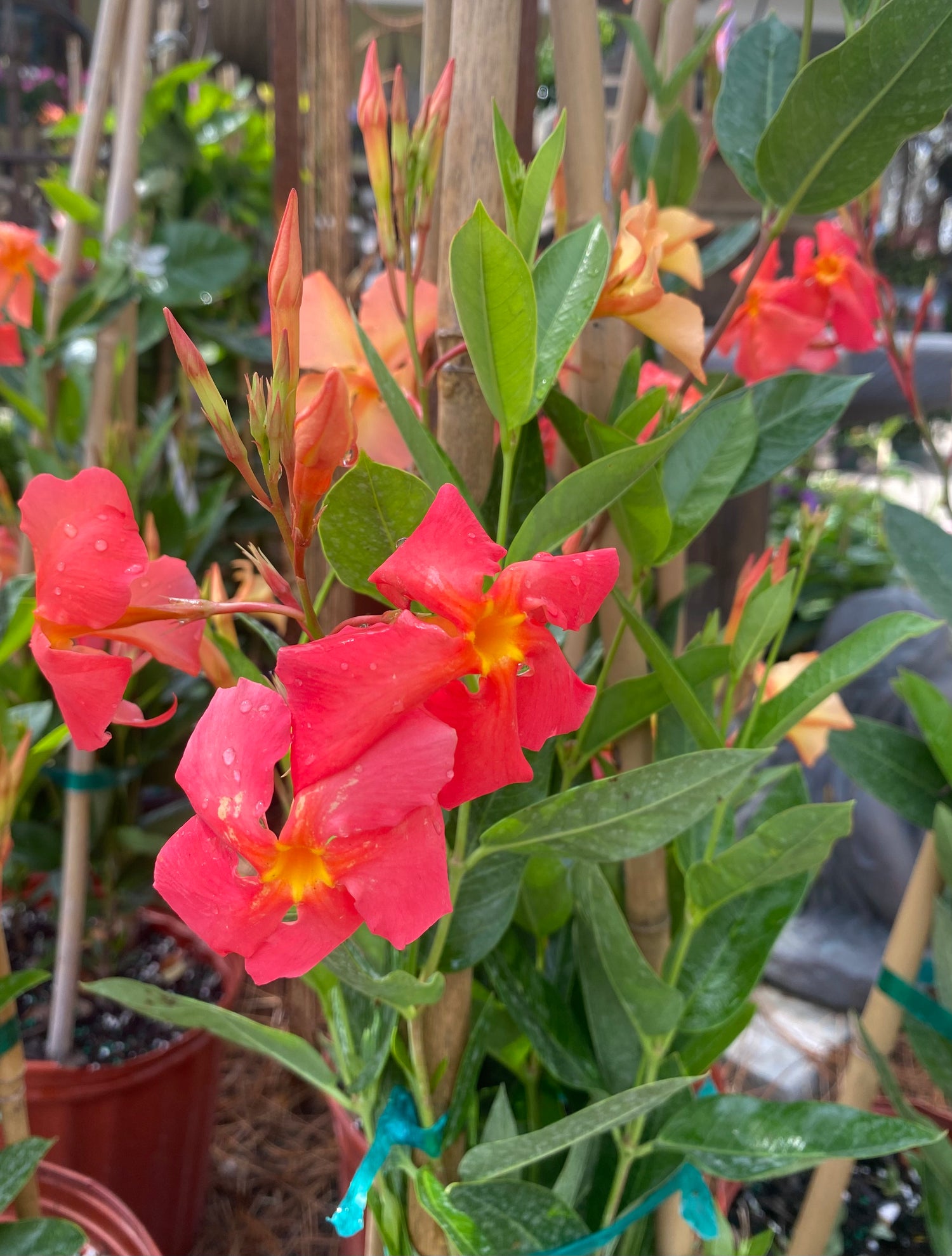 Mandevilla Trellis Vine