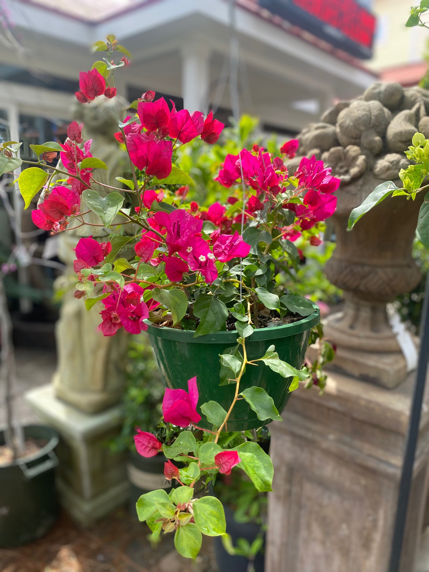 Bougainvillea Hanging Basket