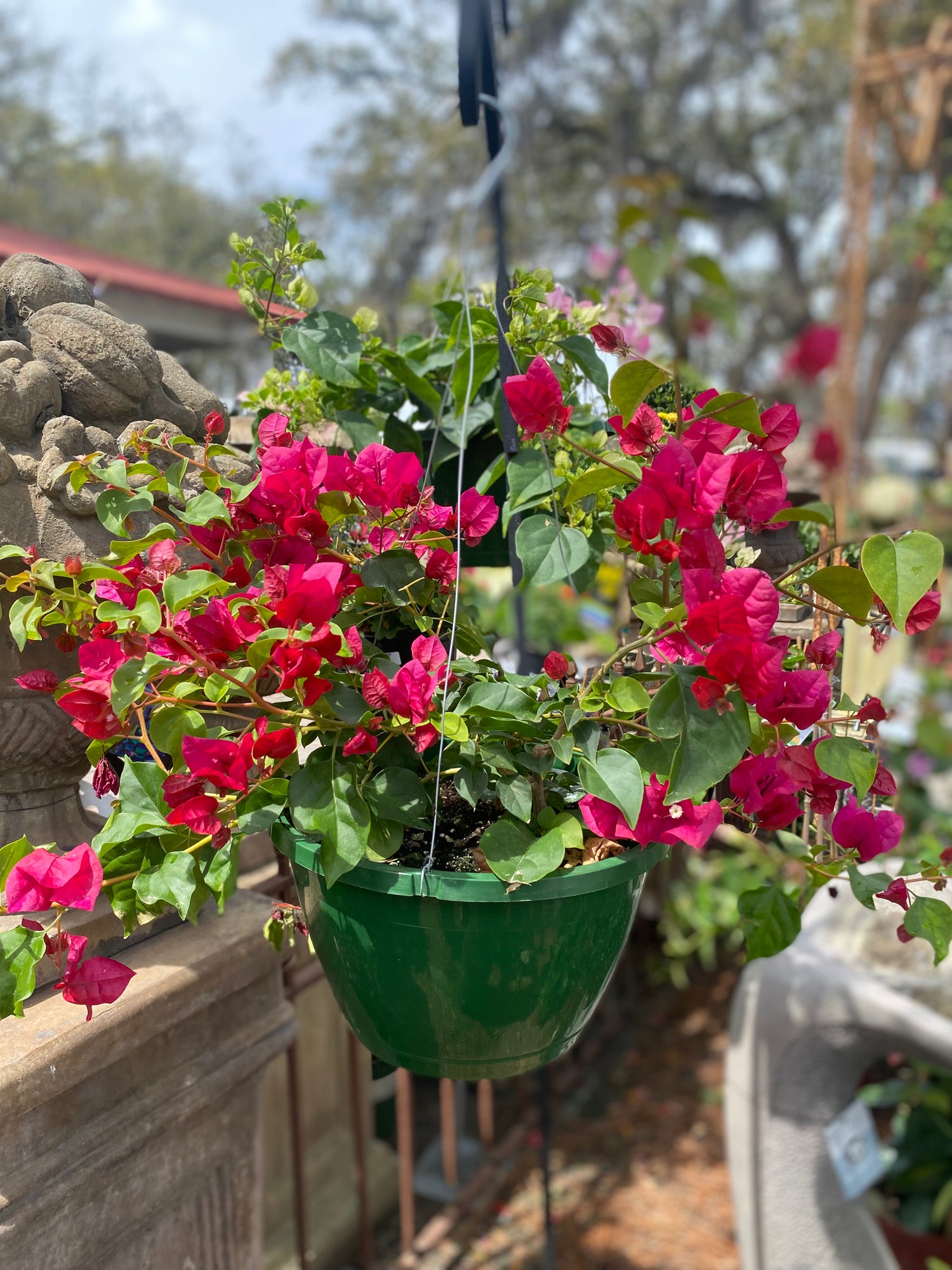 Bougainvillea Hanging Basket