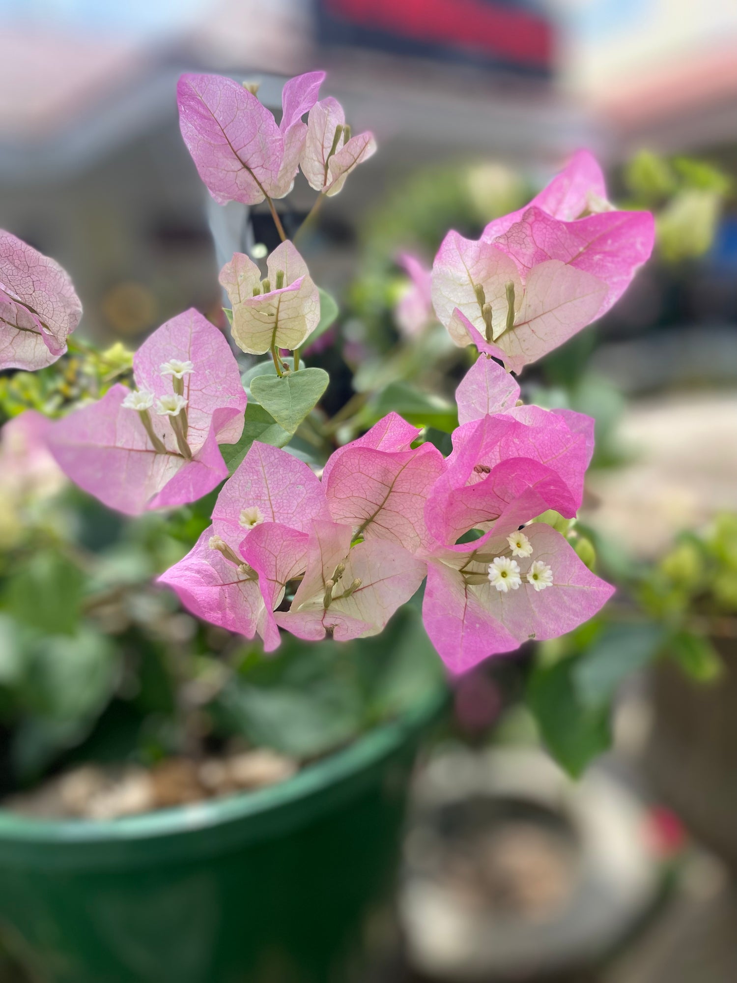 Bougainvillea Hanging Basket - Pink