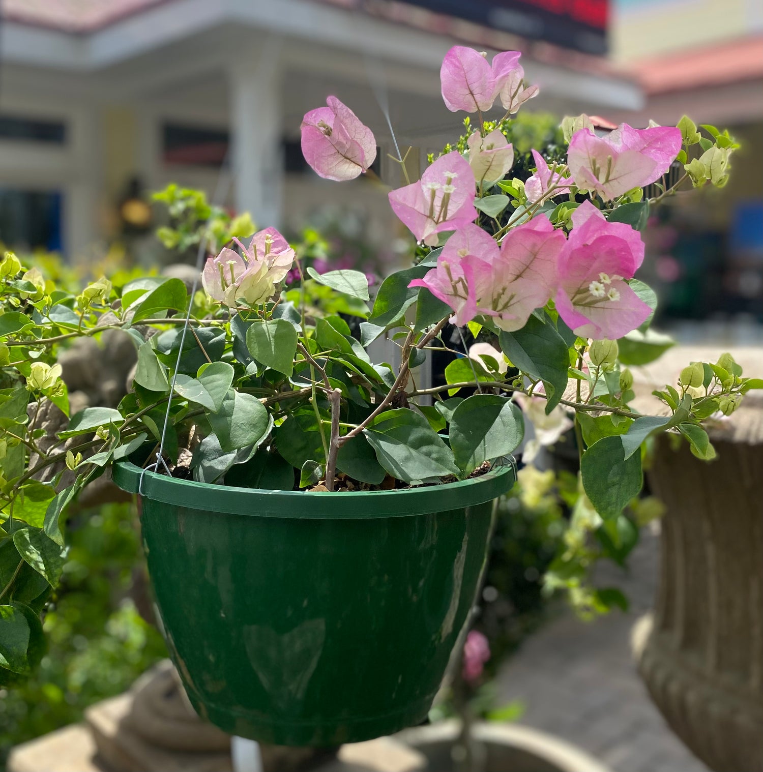 Bougainvillea Hanging Basket - Pink