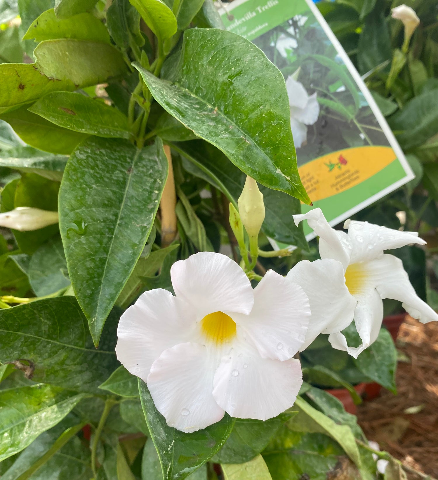 White Mandevilla on Trellis