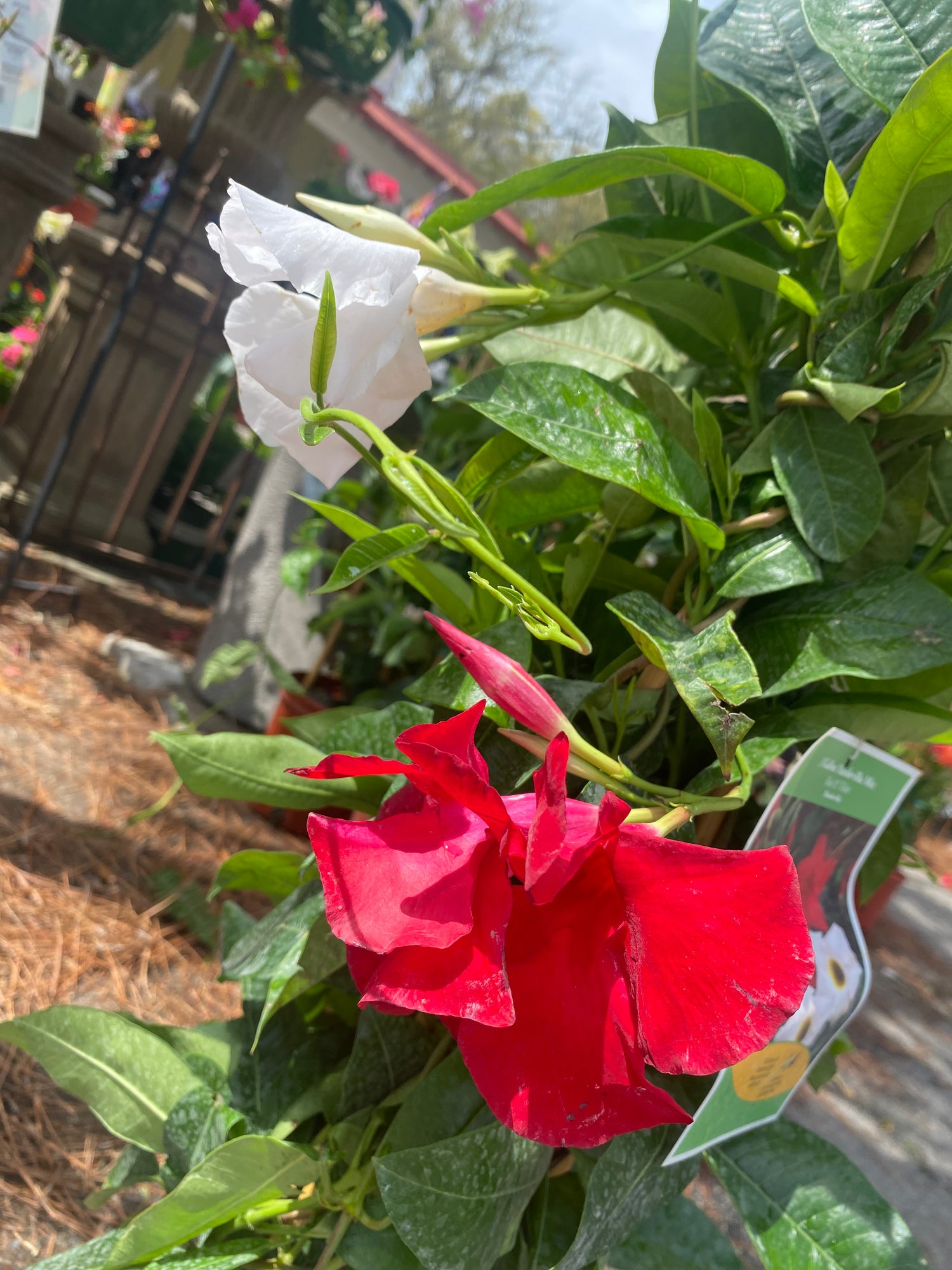 Mandevilla Mix on Trellis - Red & White