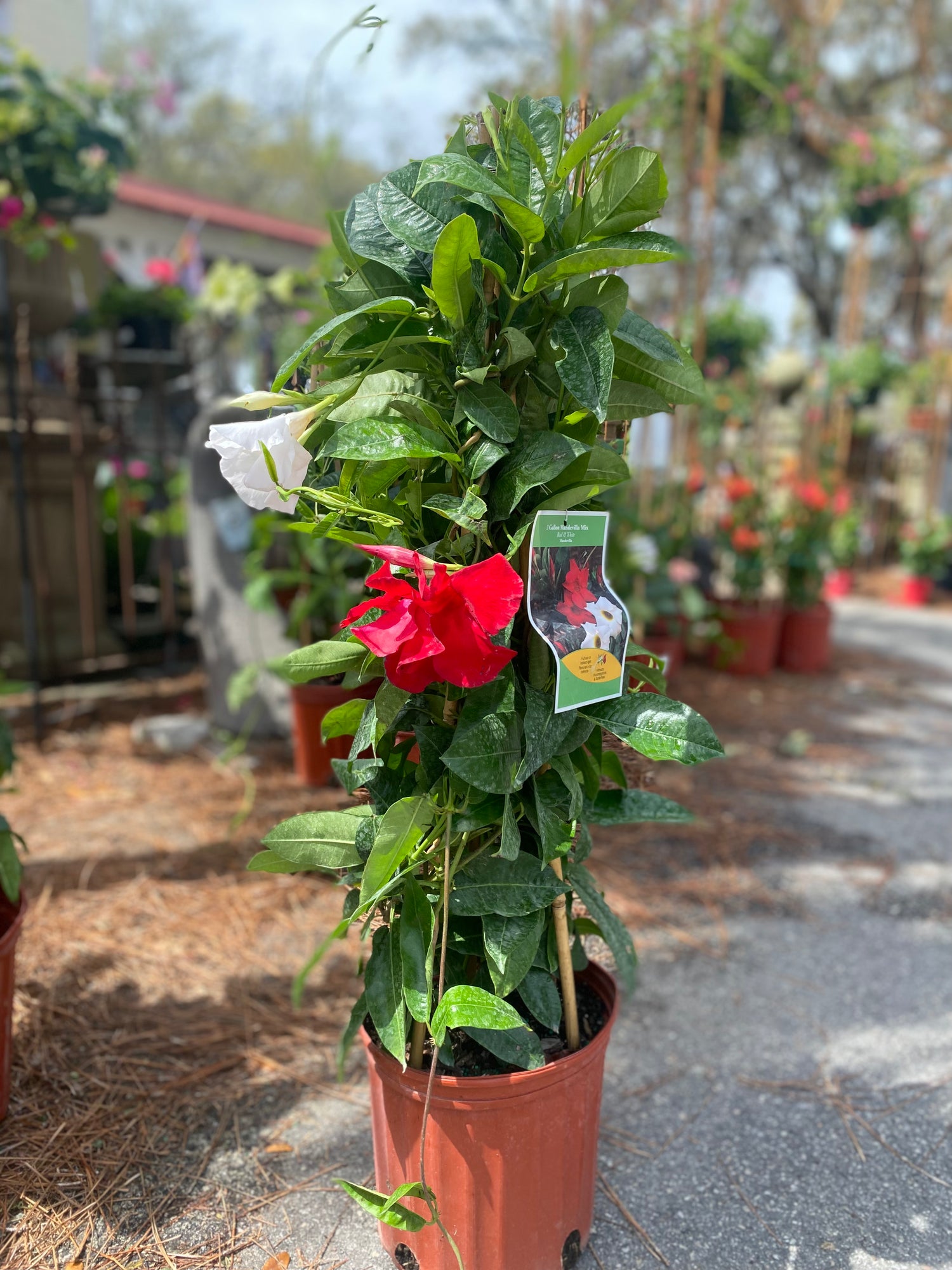 Mandevilla Mix on Trellis - Red & White