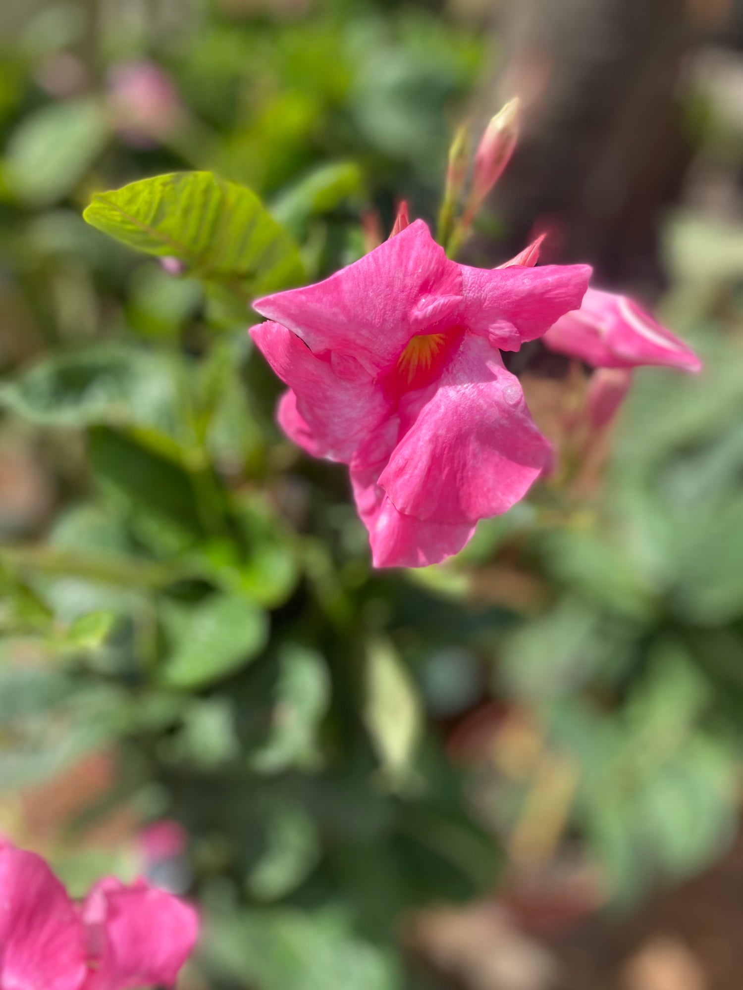 Mandevilla 'Alice du Pont' Trellis