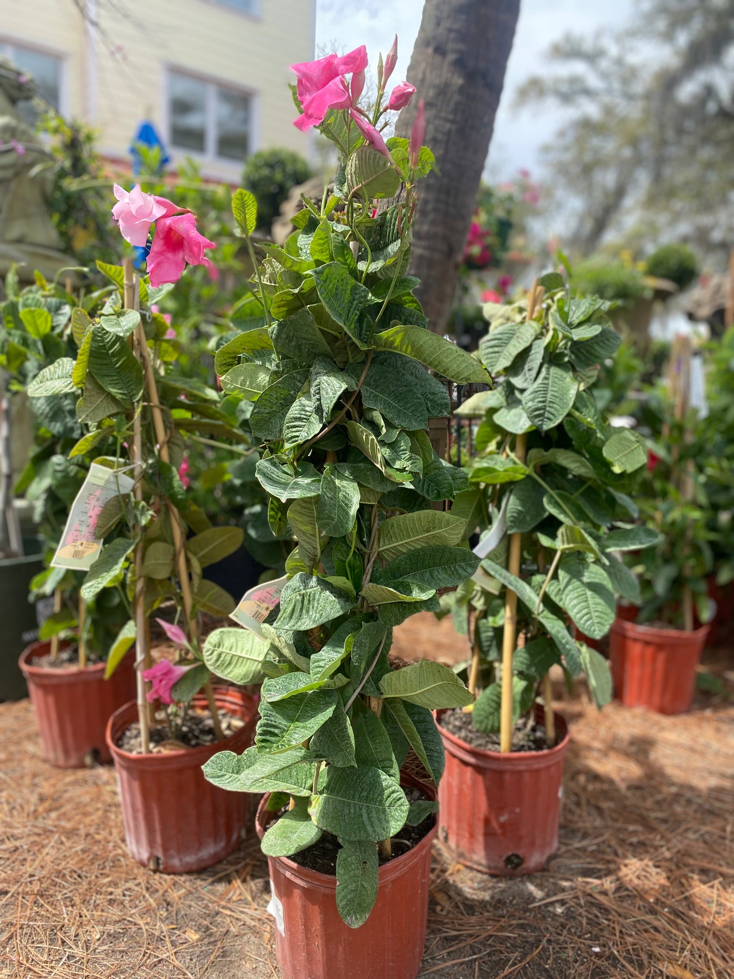 Mandevilla 'Alice du Pont' Trellis