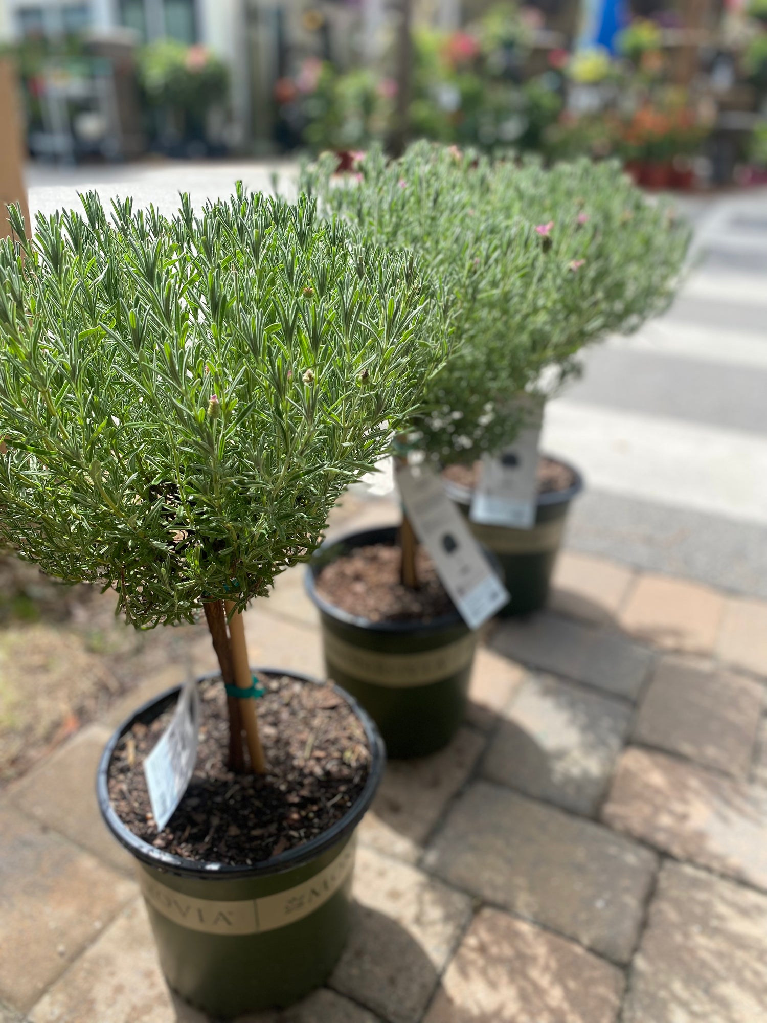 Anouk Spanish Lavender Topiary