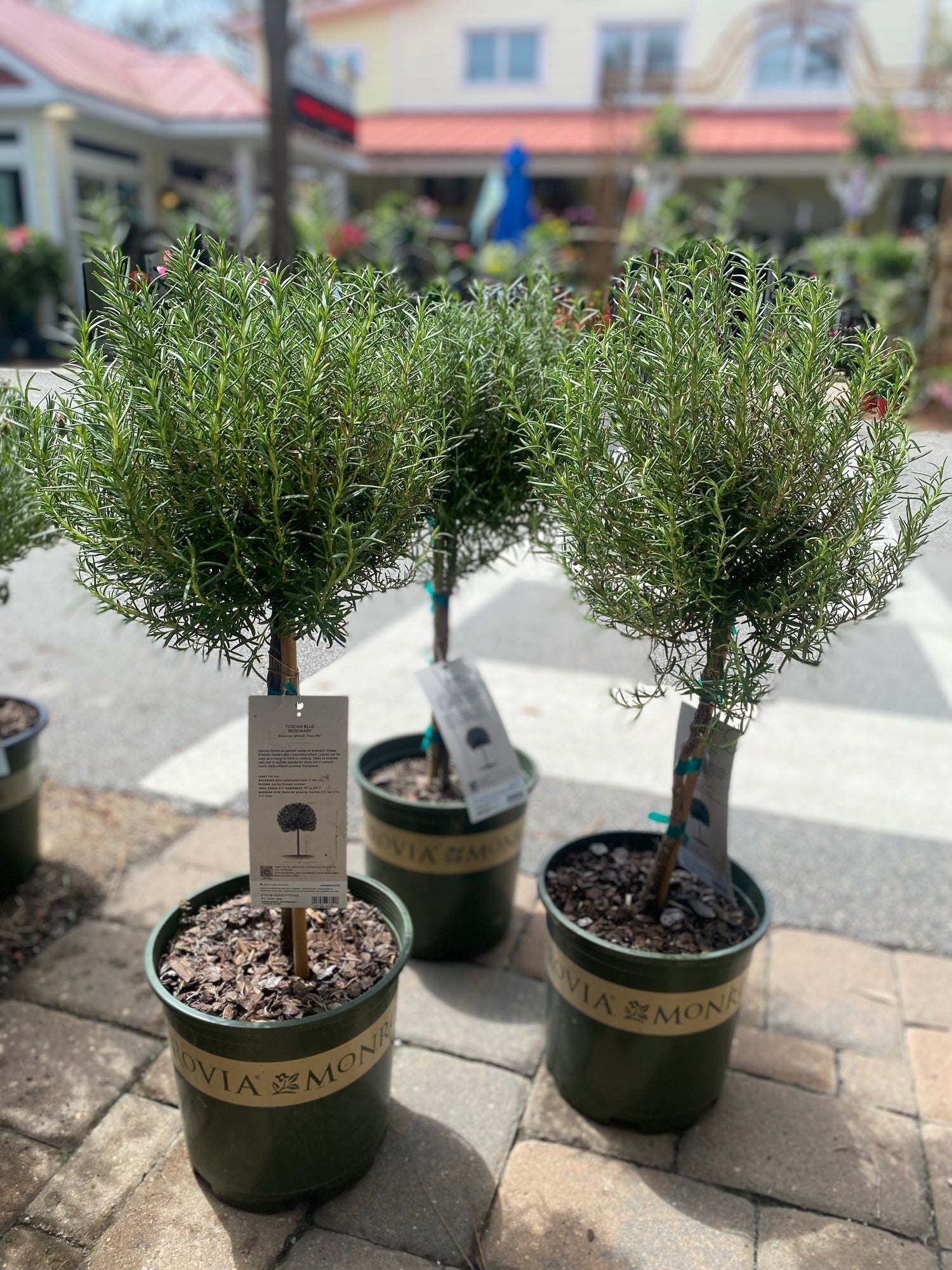 Tuscan Blue Rosemary Topiary