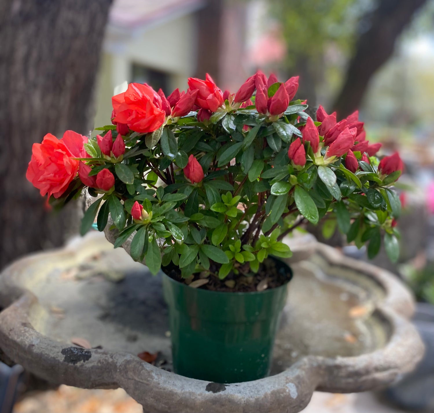 Keepsake Azalea - Scarlet
