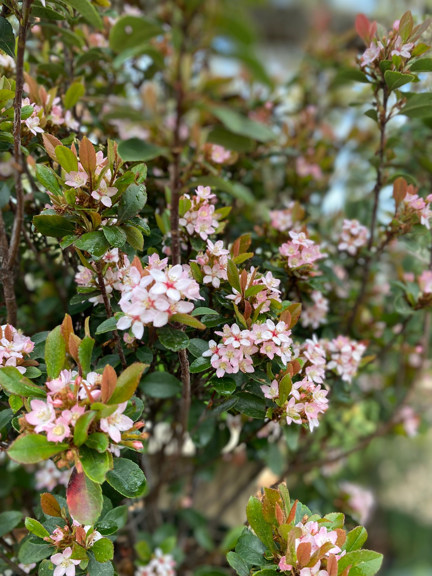 Eleanor Indian Hawthorne
