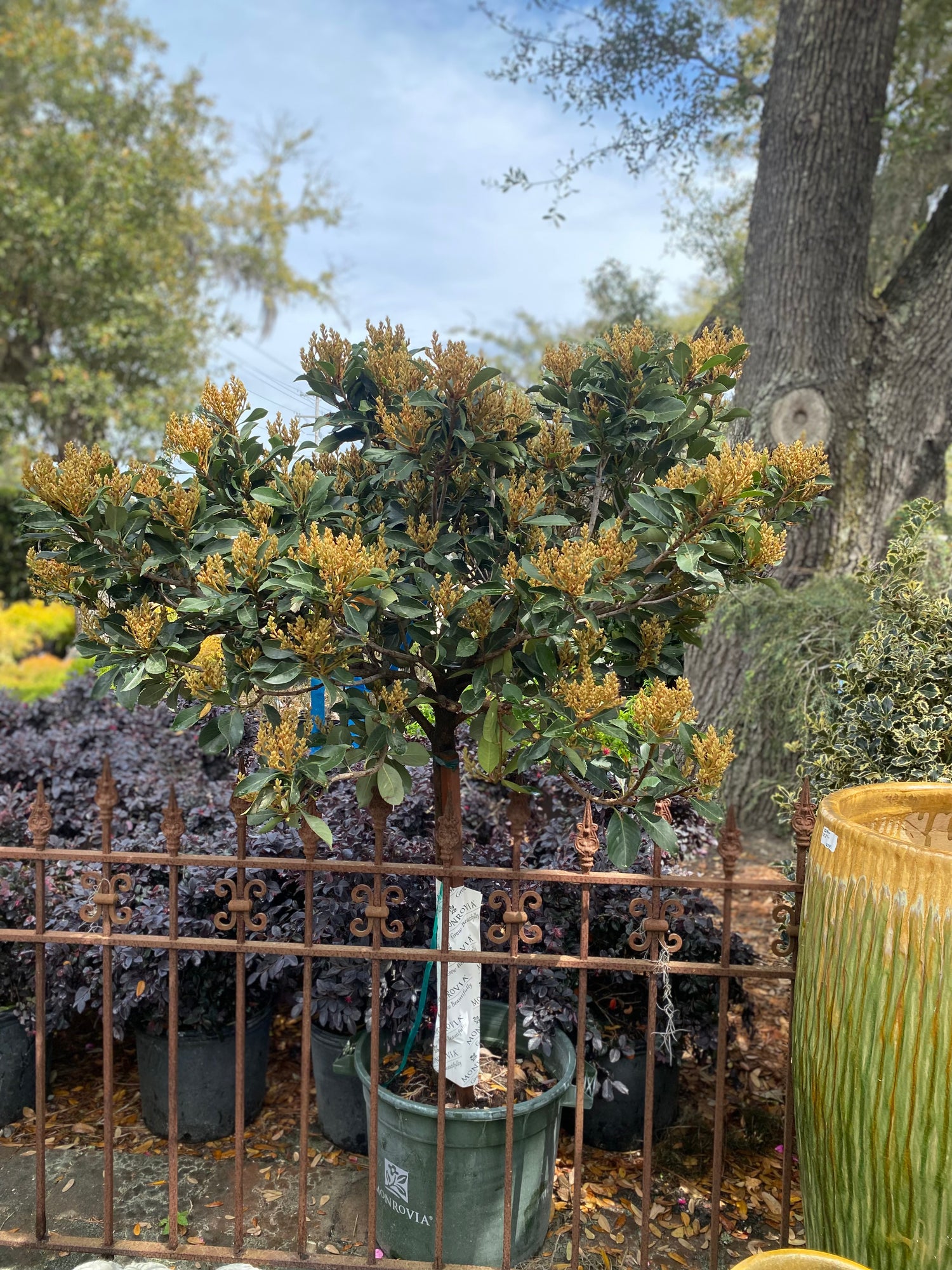 Majestic Beauty Indian Hawthorne
